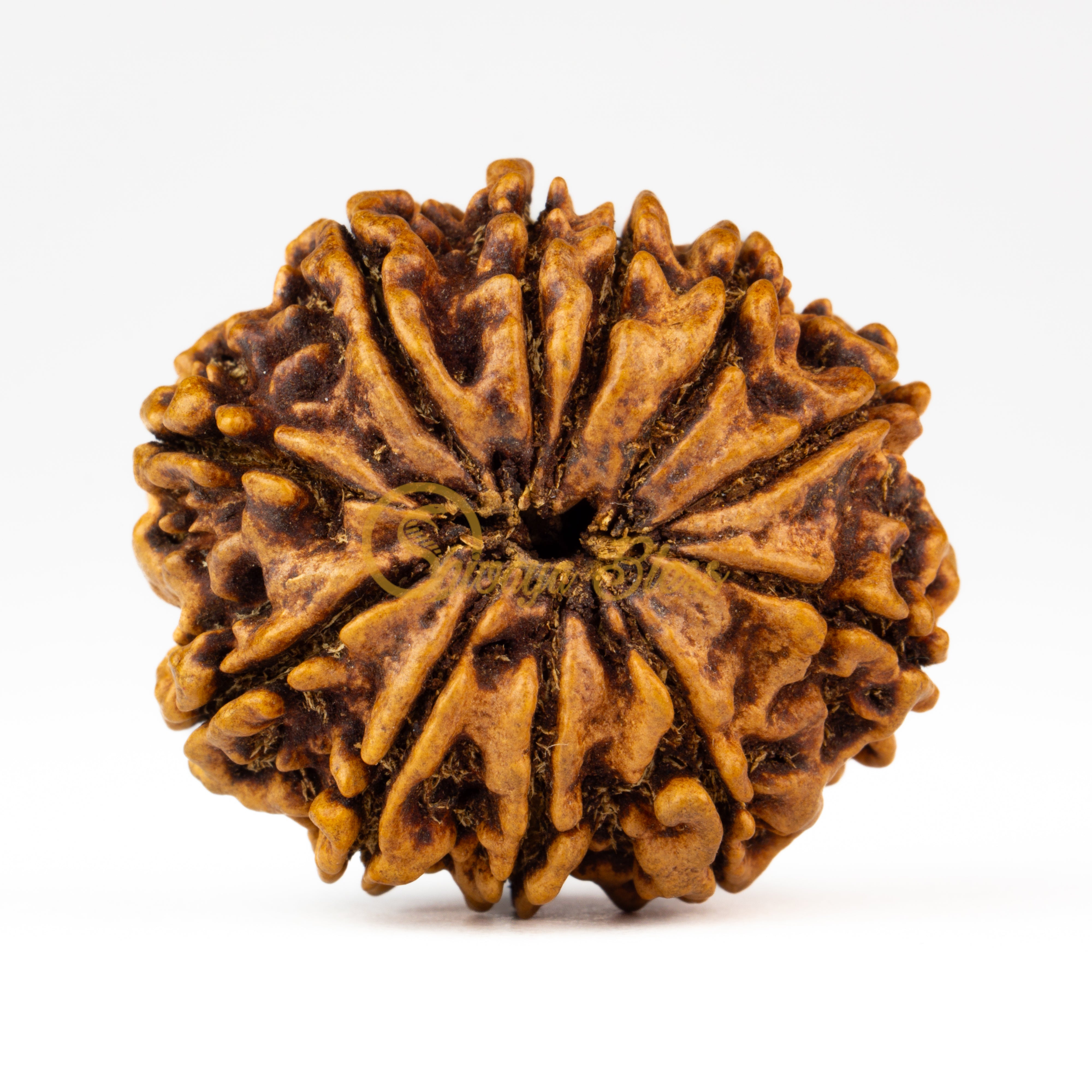 Back view of a grand Nepal 11 mukhi Rudraksha bead, displayed against a white background