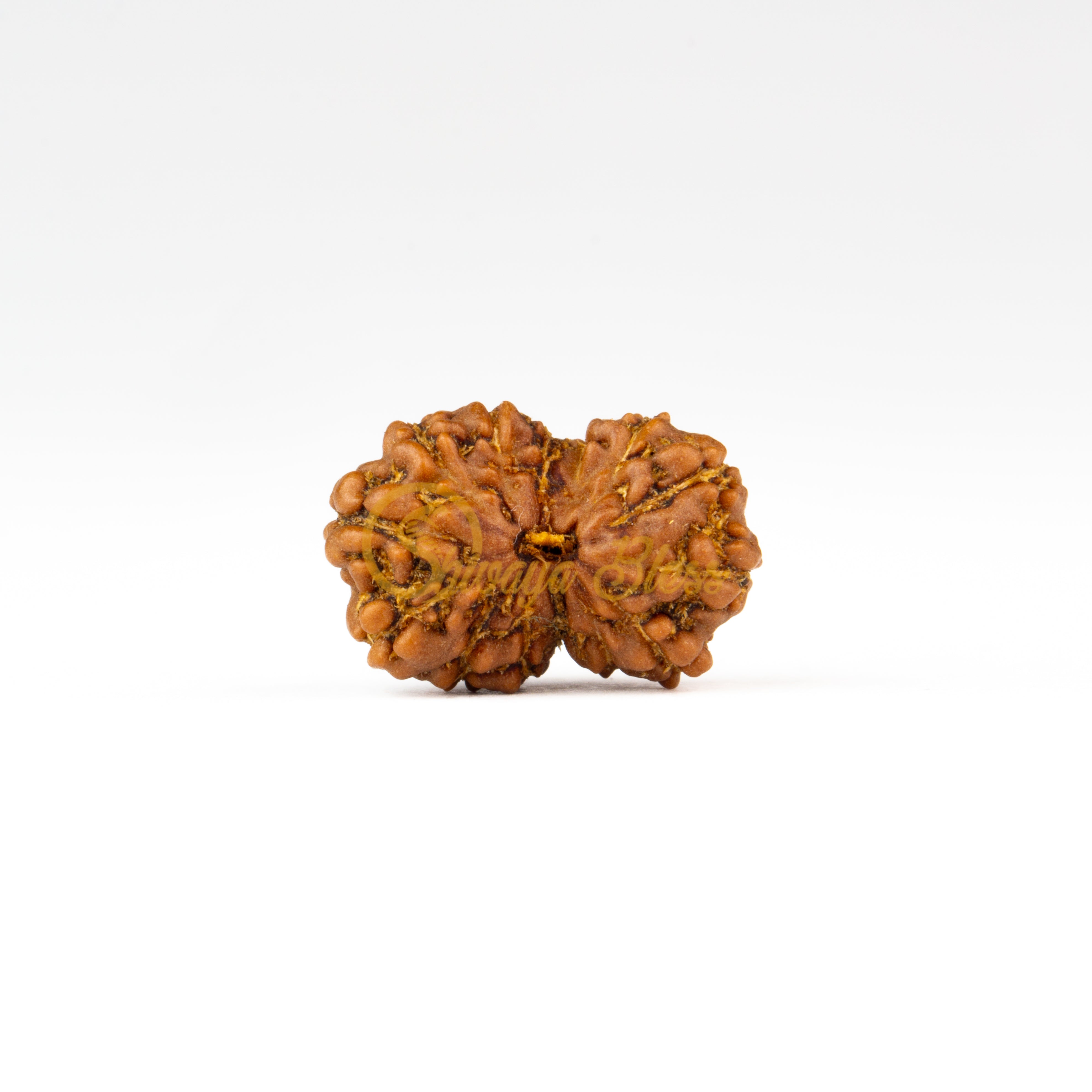 Front view of a small ASEAN 14 mukhi Rudraksha bead, displayed against a white background
