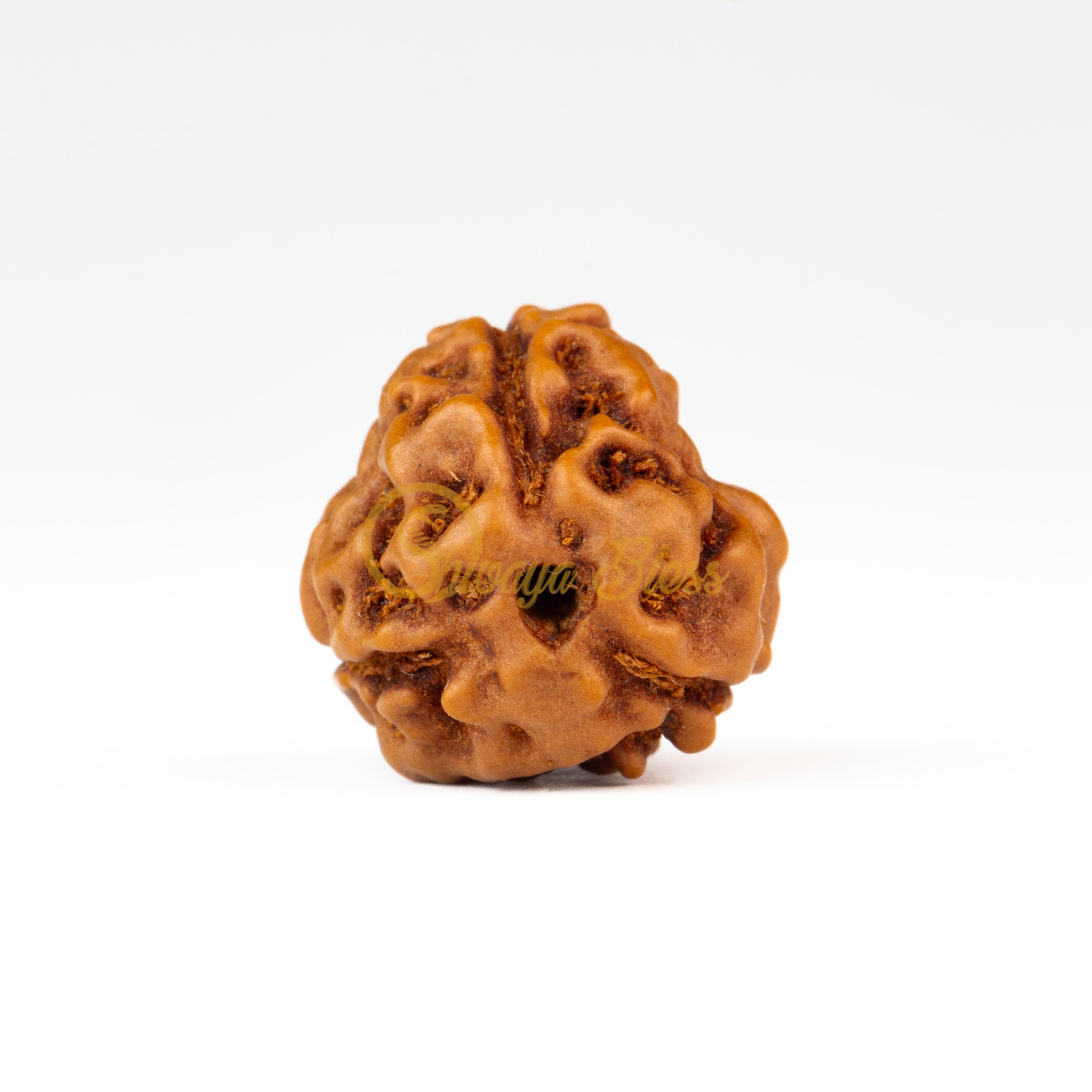 Front view of a large ASEAN 3 mukhi Rudraksha bead, displayed against a white background
