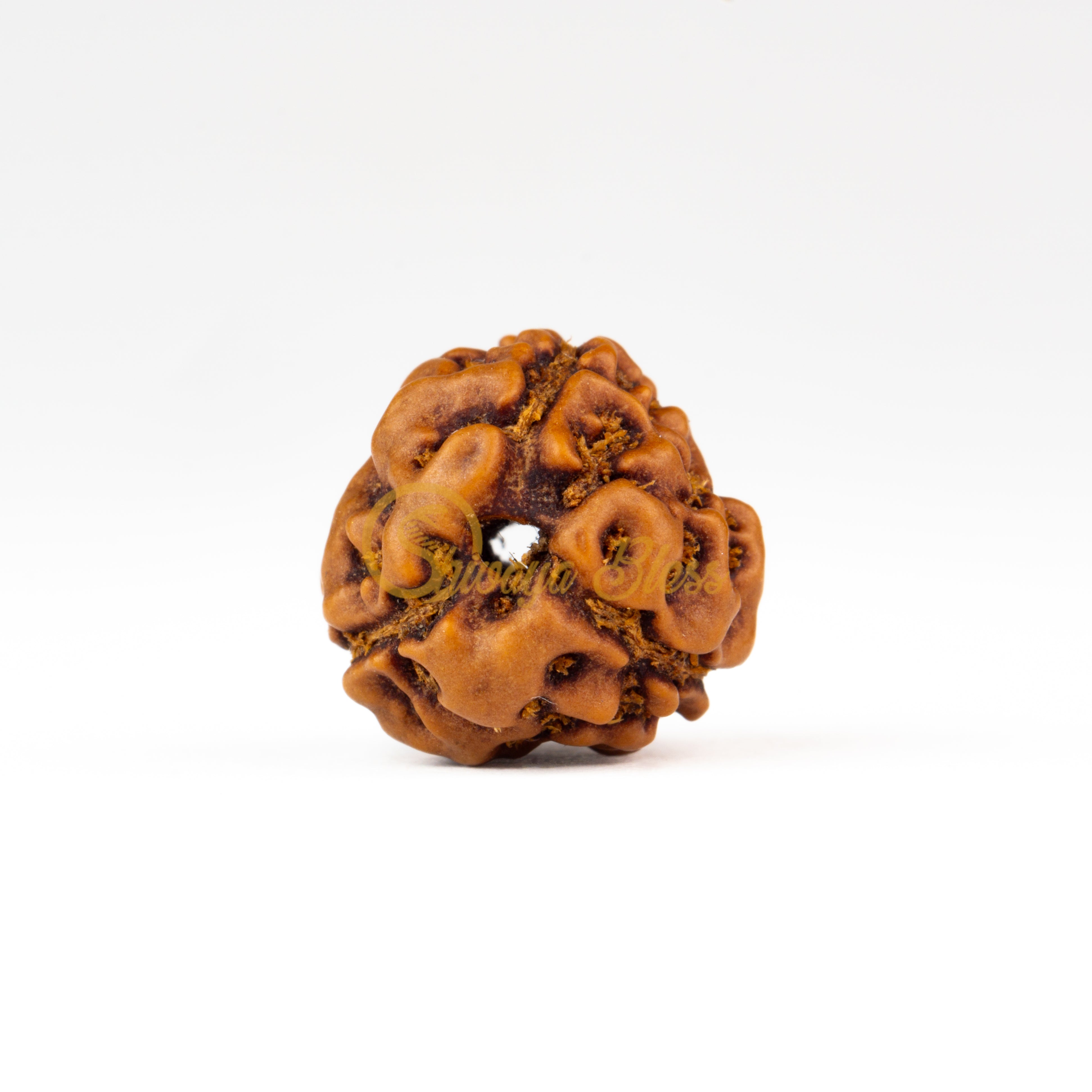 Front view of a regular ASEAN 3 mukhi Rudraksha bead, displayed against a white background