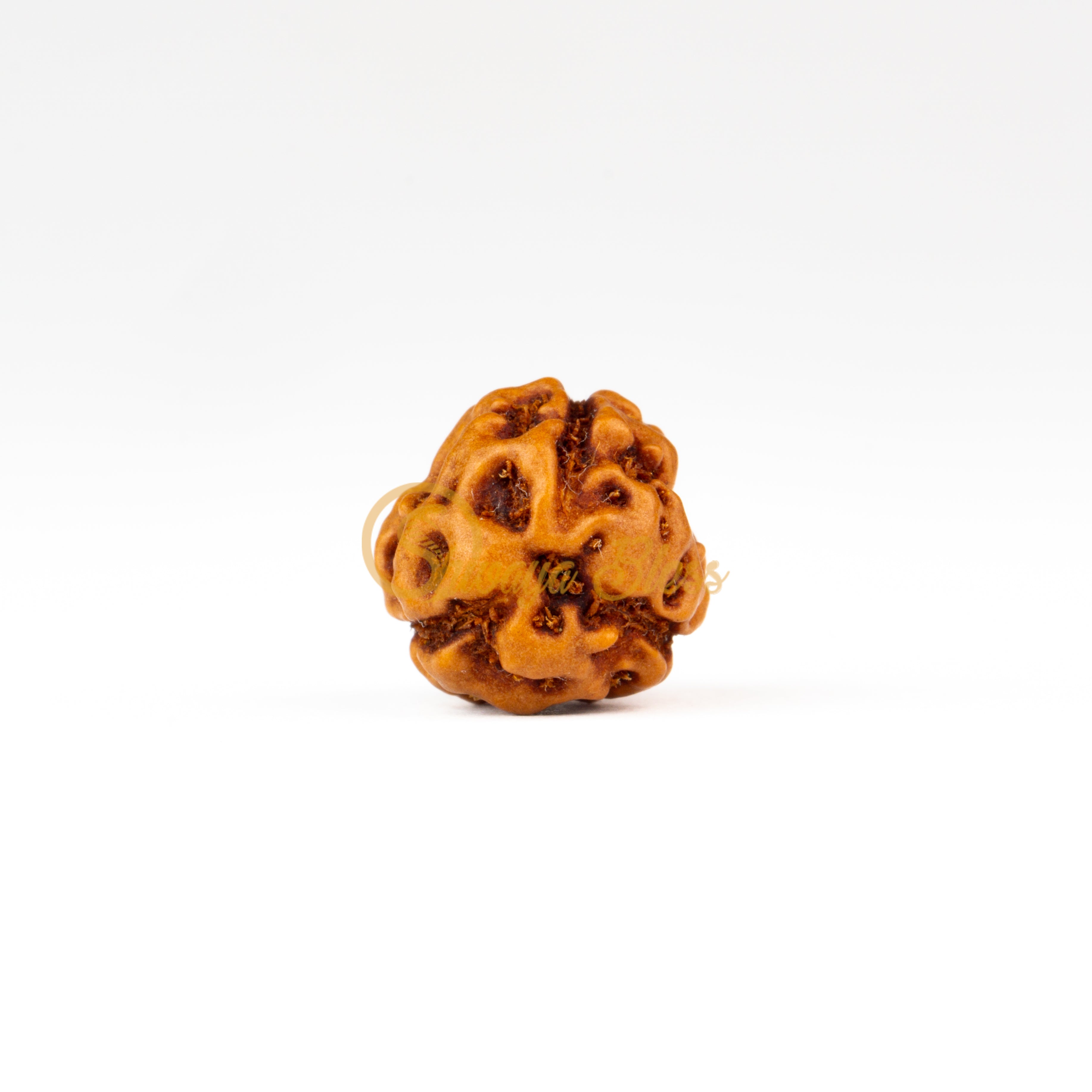 Front view of a small ASEAN 3 mukhi Rudraksha bead, displayed against a white background
