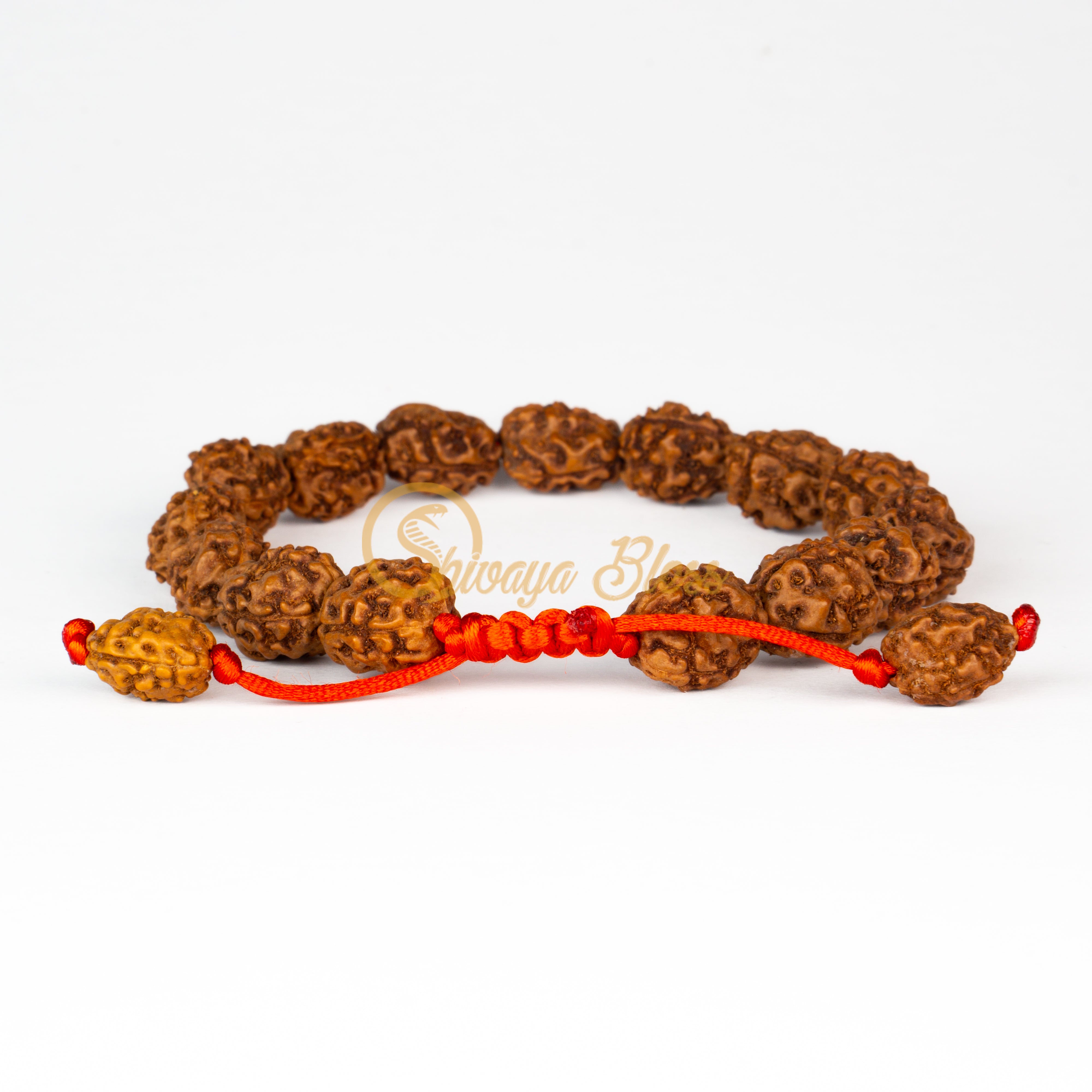 Front view of a regular adjustable ASEAN 3 mukhi Rudraksha bracelet, displayed against a white background