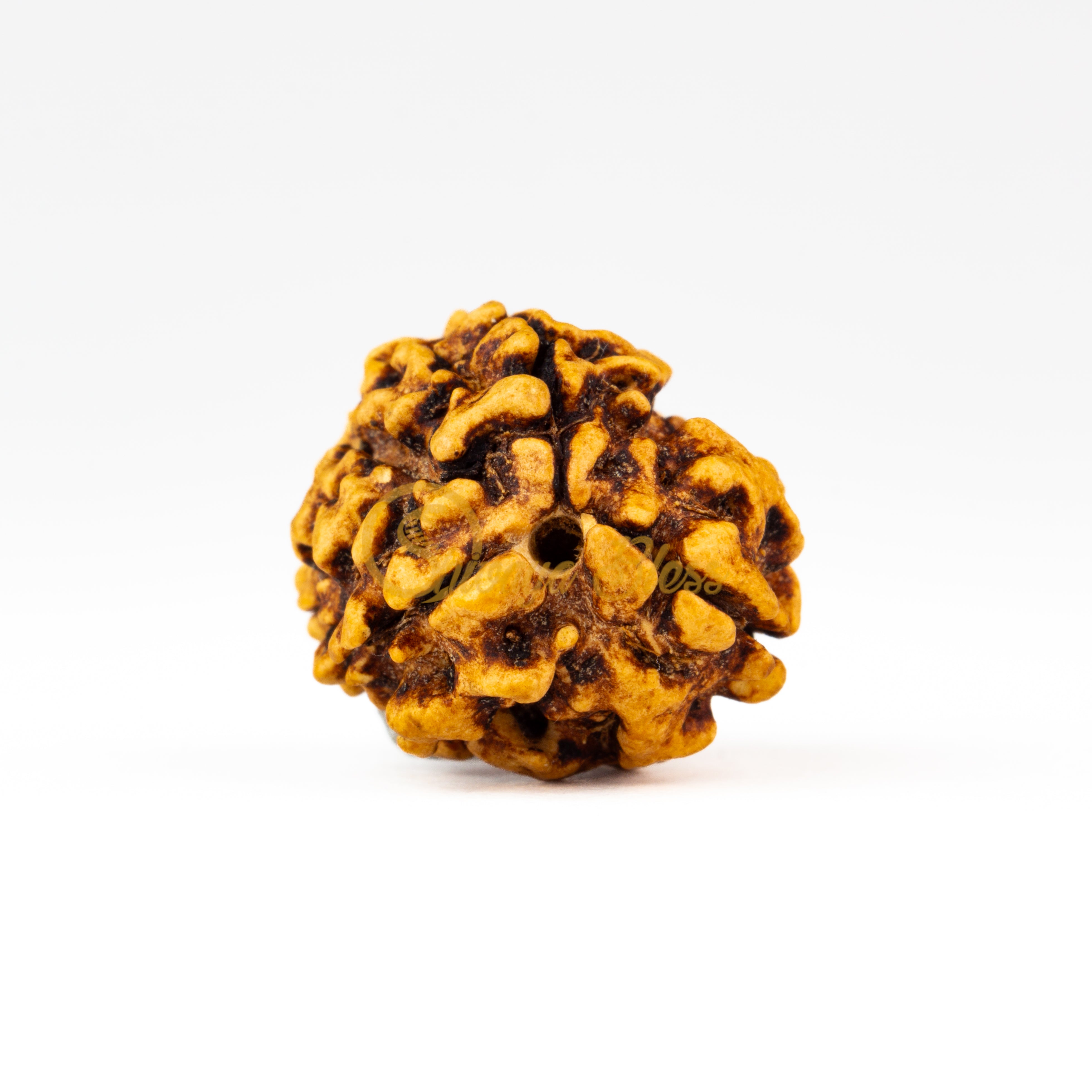 Front view of a regular India 3 mukhi Rudraksha bead, displayed against a white background