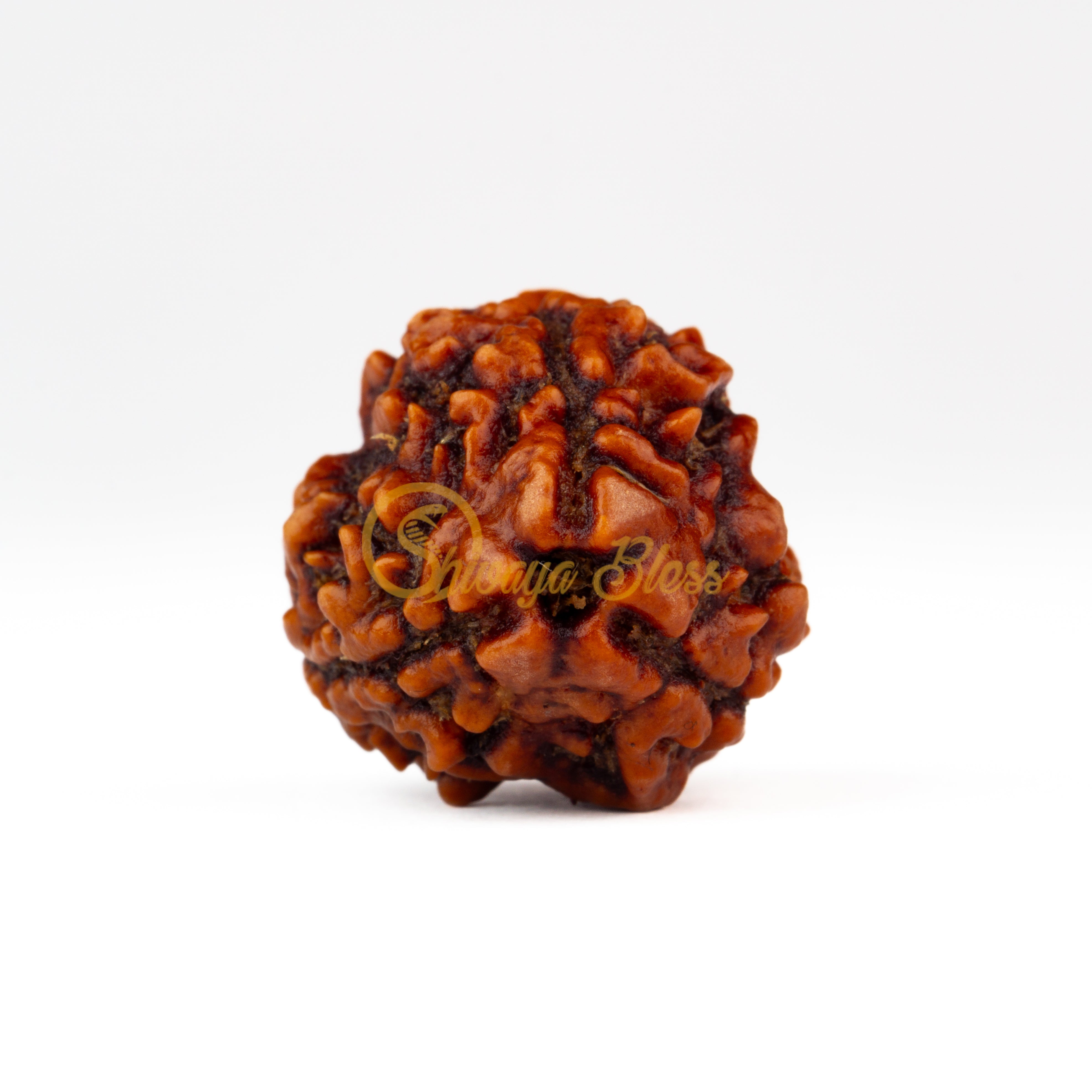 Front view of a large Nepal 3 mukhi Rudraksha bead, displayed against a white background