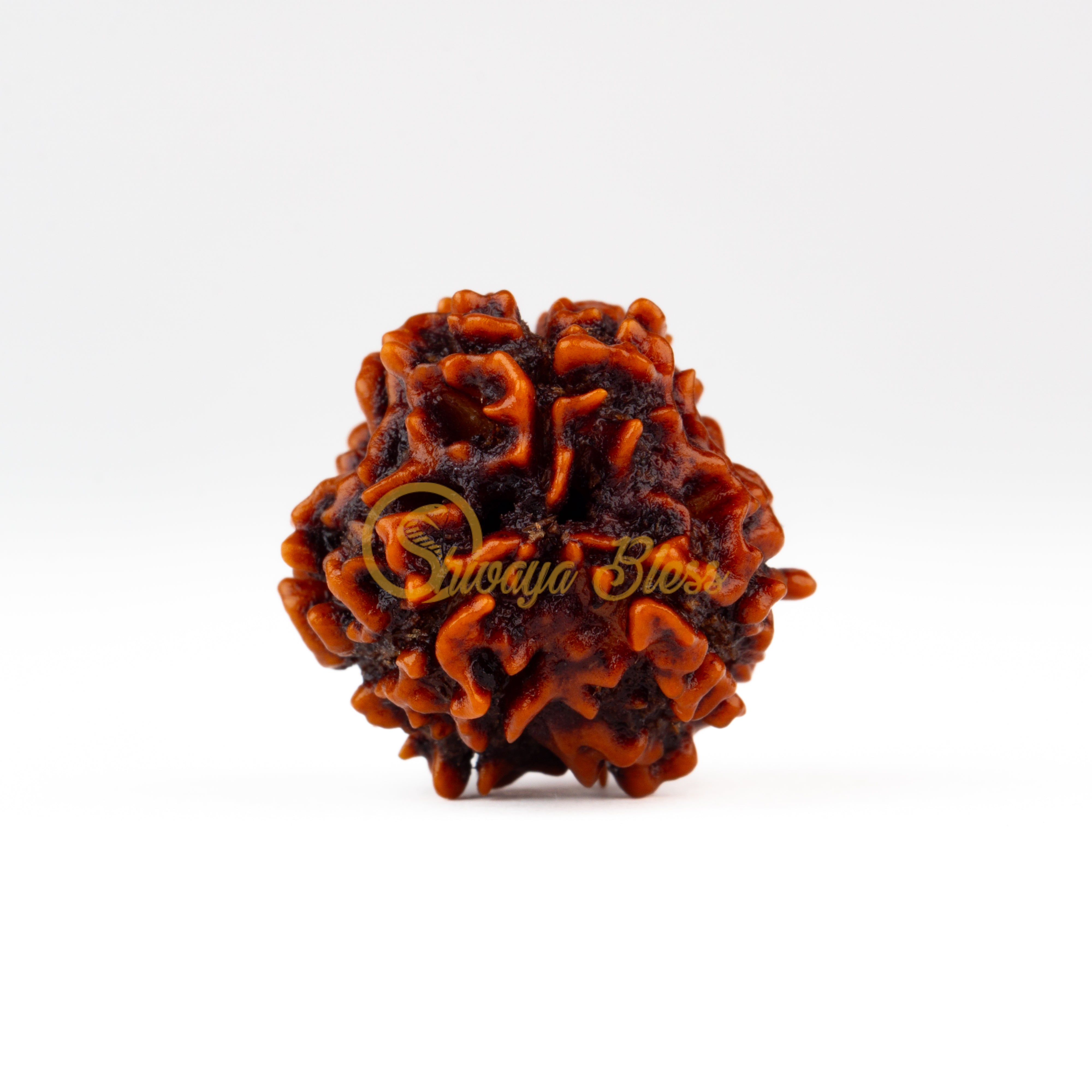 Back view of a regular Nepal 3 mukhi Rudraksha bead, displayed against a white background