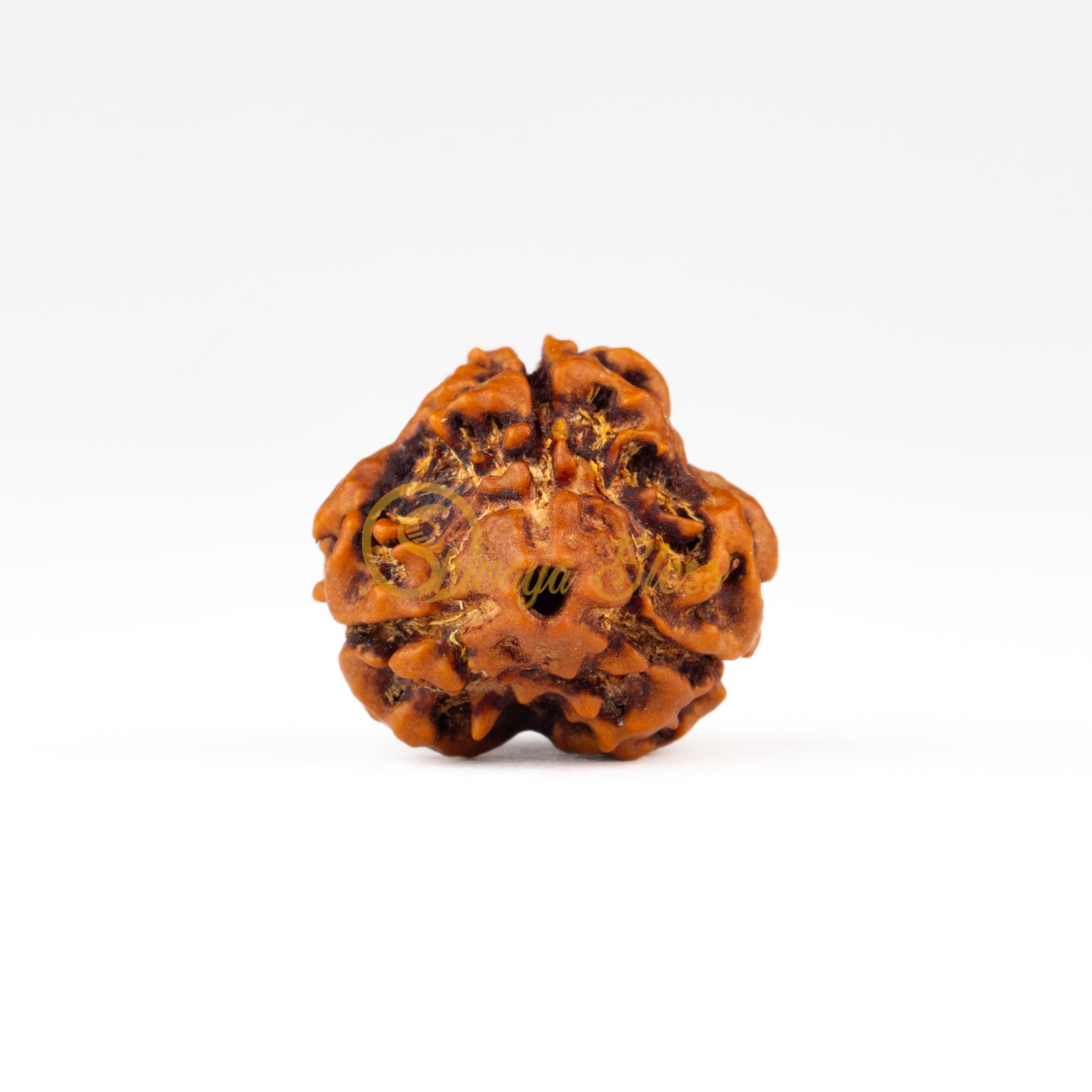 Front view of a small Nepal 3 mukhi Rudraksha bead, displayed against a white background