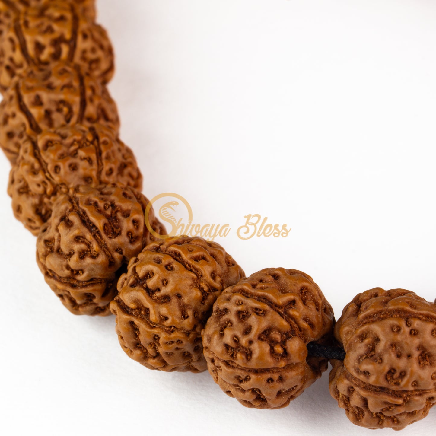 Close-up view of a small ASEAN 6 mukhi Rudraksha bracelet, displayed against a white background