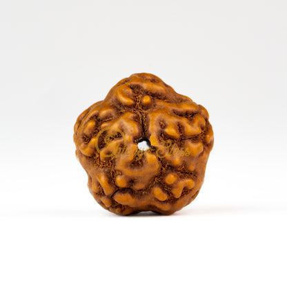 Back view of a grand ASEAN 0 mukhi Rudraksha bead, displayed against a white background