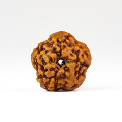 Front view of a grand ASEAN 0 mukhi Rudraksha bead, displayed against a white background