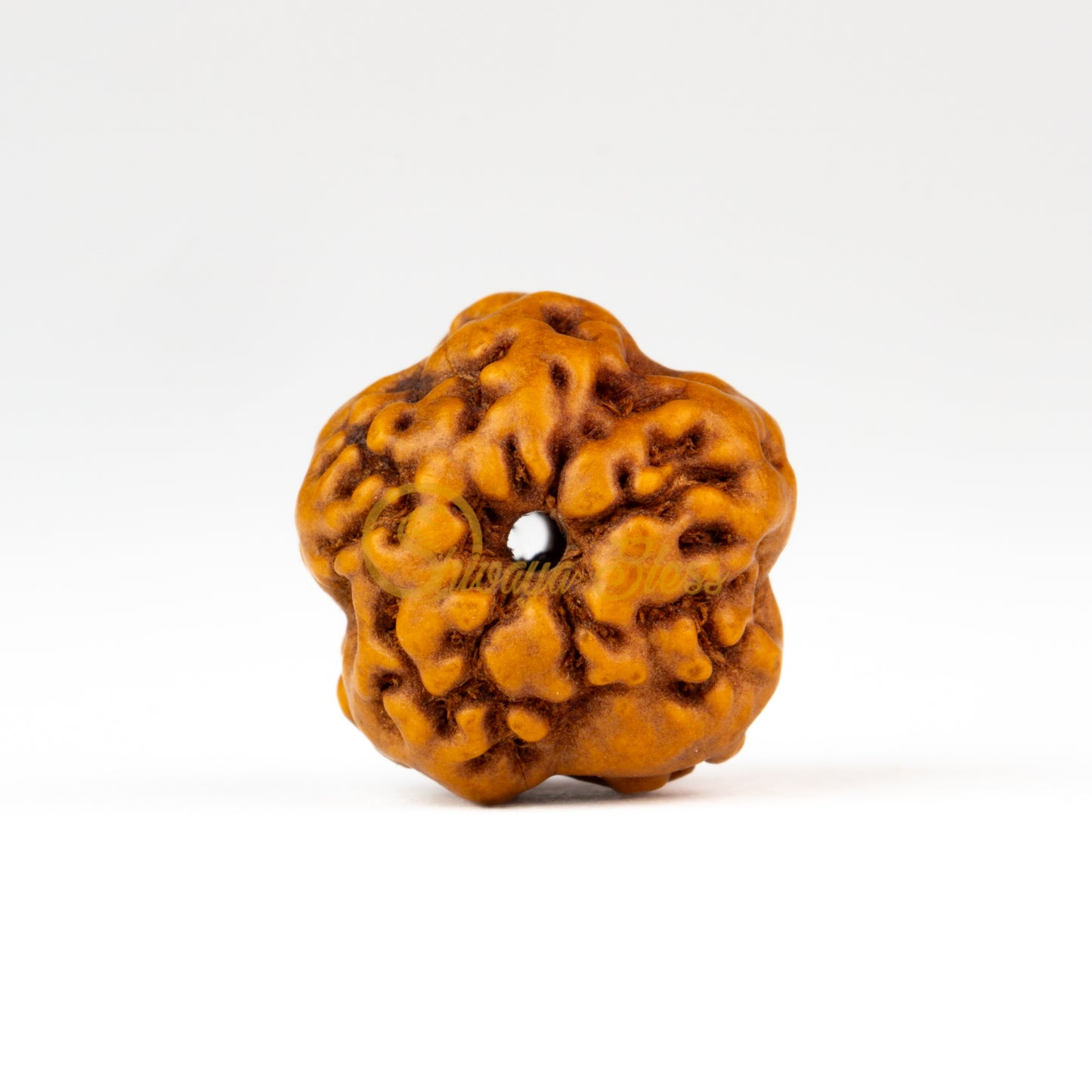 Front view of a large ASEAN 0 mukhi Rudraksha bead, displayed against a white background