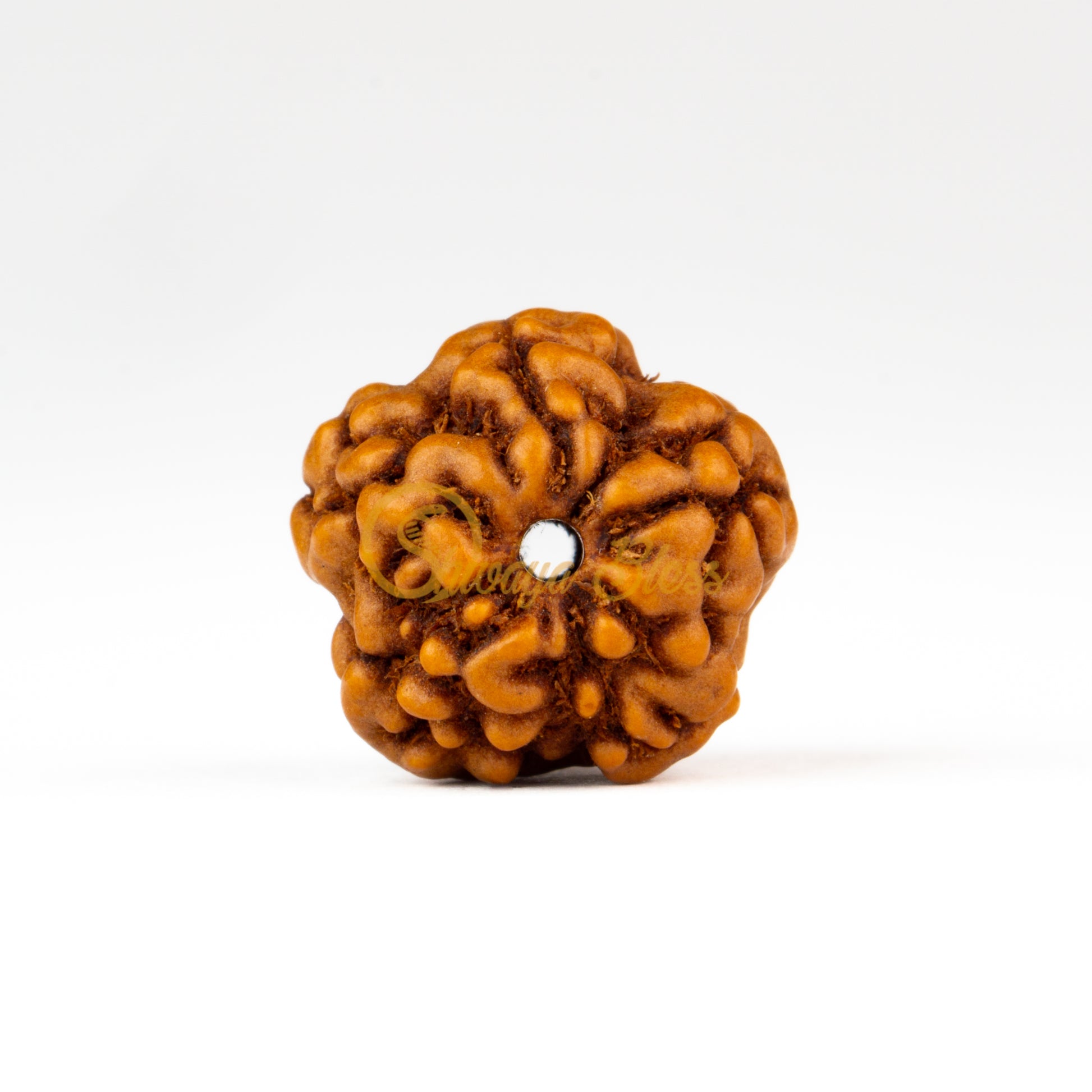 Front view of a regular ASEAN 0 mukhi Rudraksha bead, displayed against a white background