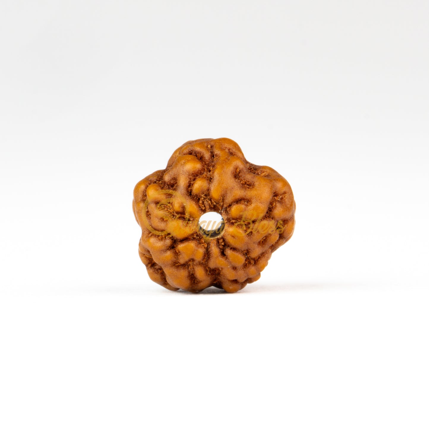 Front view of a small ASEAN 0 mukhi Rudraksha bead, displayed against a white background