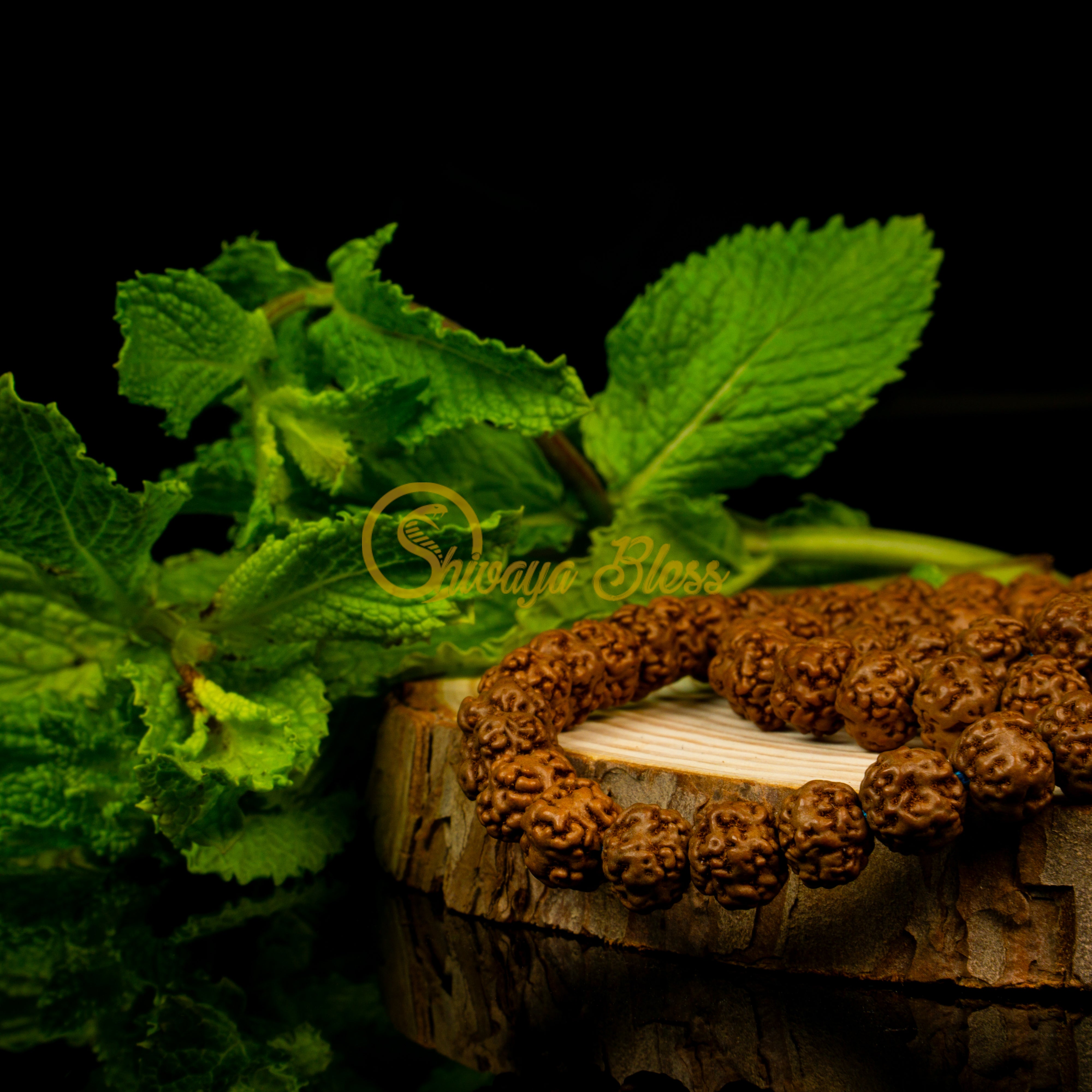 Close-up view of a mini ASEAN 0 mukhi Rudraksha mala necklace on a wooden slice, displayed against a black background
