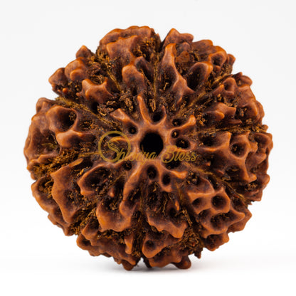 Front view of a grand ASEAN 10 mukhi Rudraksha bead, displayed against a white background