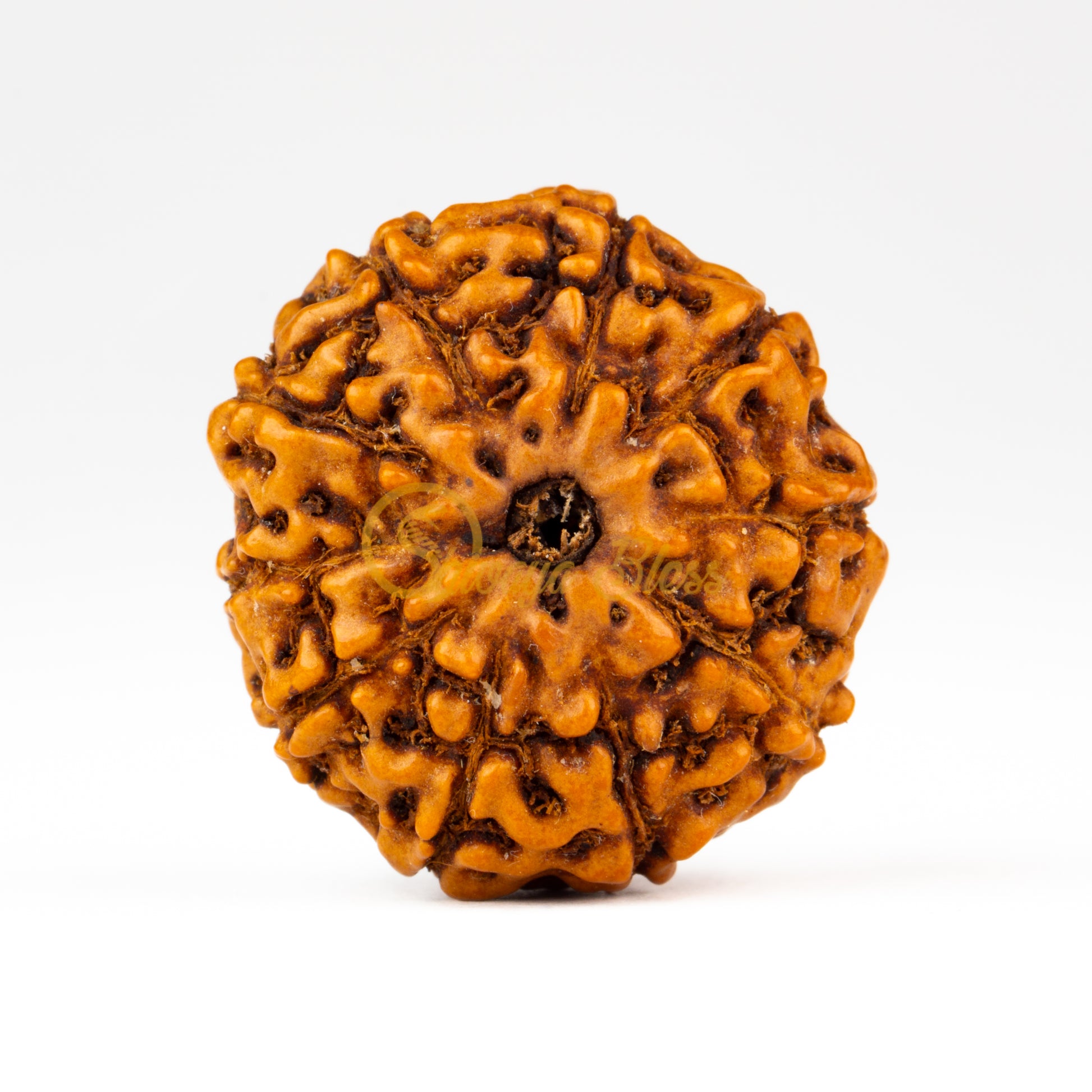Front view of a large ASEAN 10 mukhi Rudraksha bead, displayed against a white background
