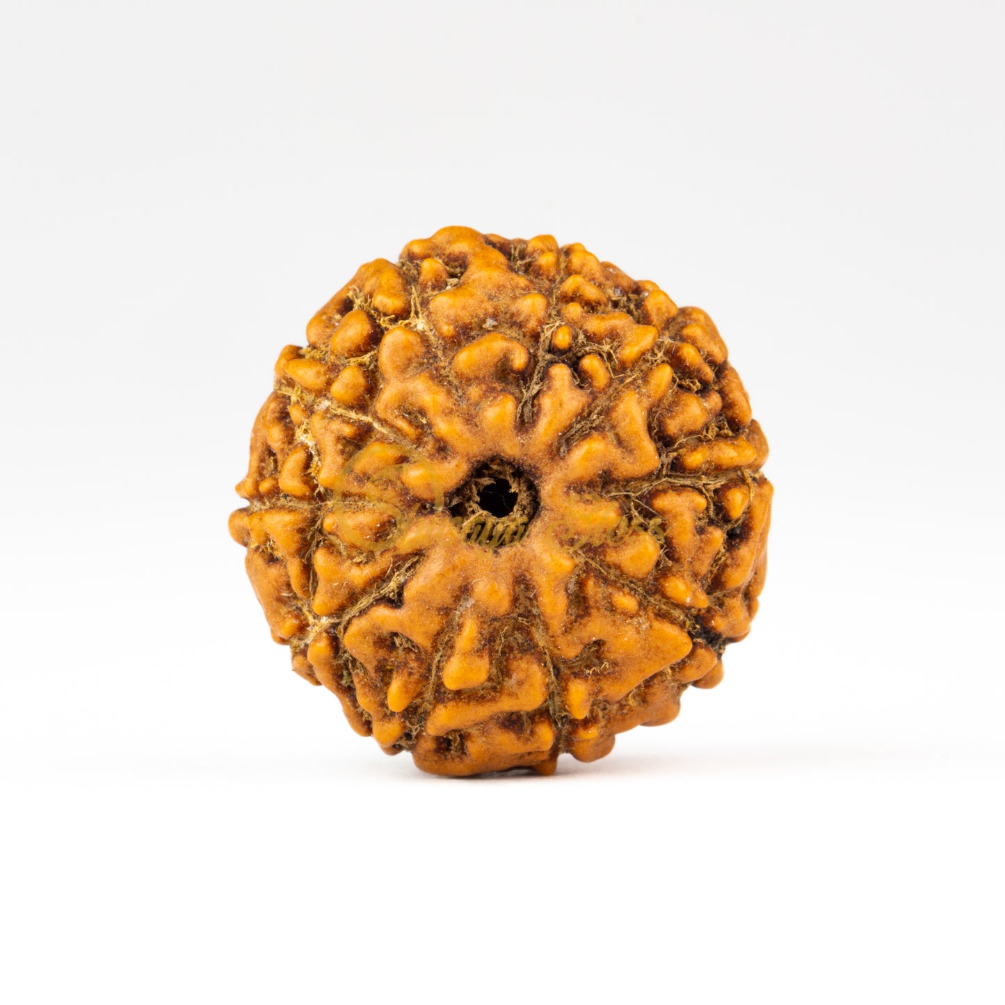Front view of a regular ASEAN 10 mukhi Rudraksha bead, displayed against a white background
