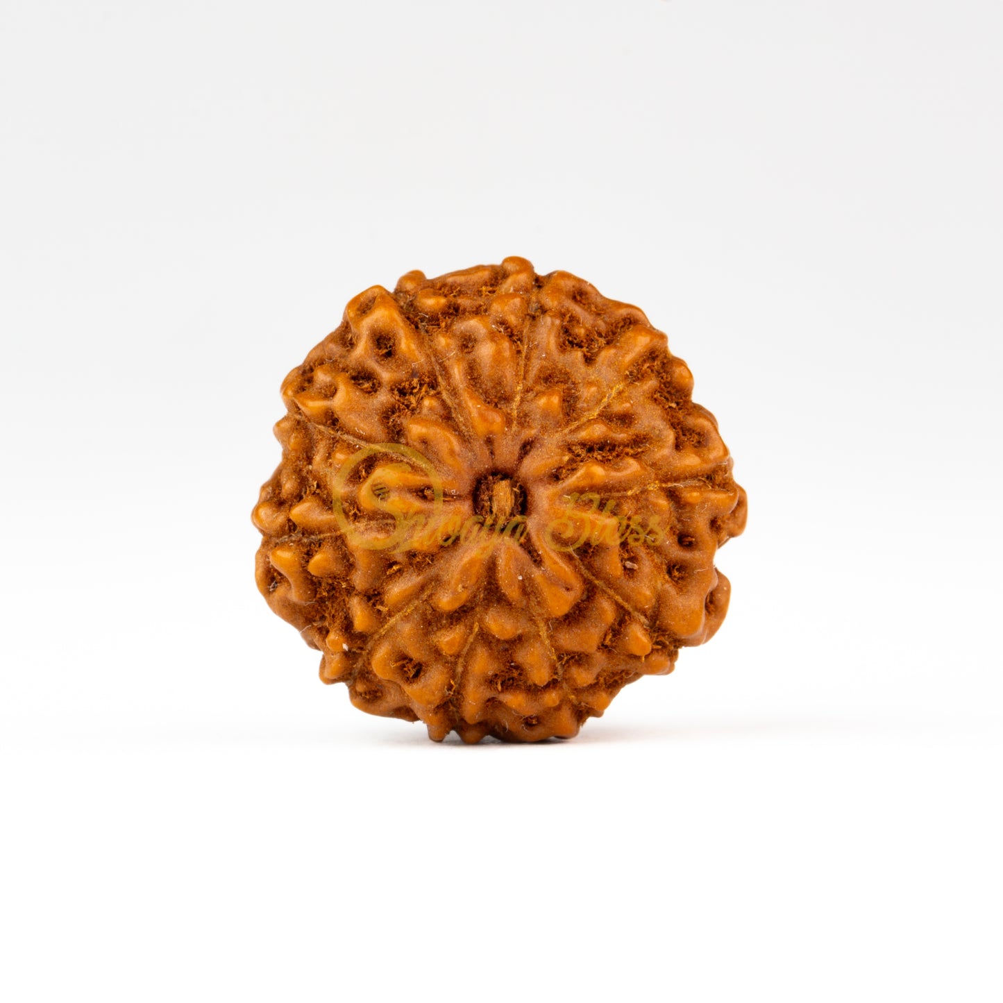 Front view of a small ASEAN 10 mukhi Rudraksha bead, displayed against a white background