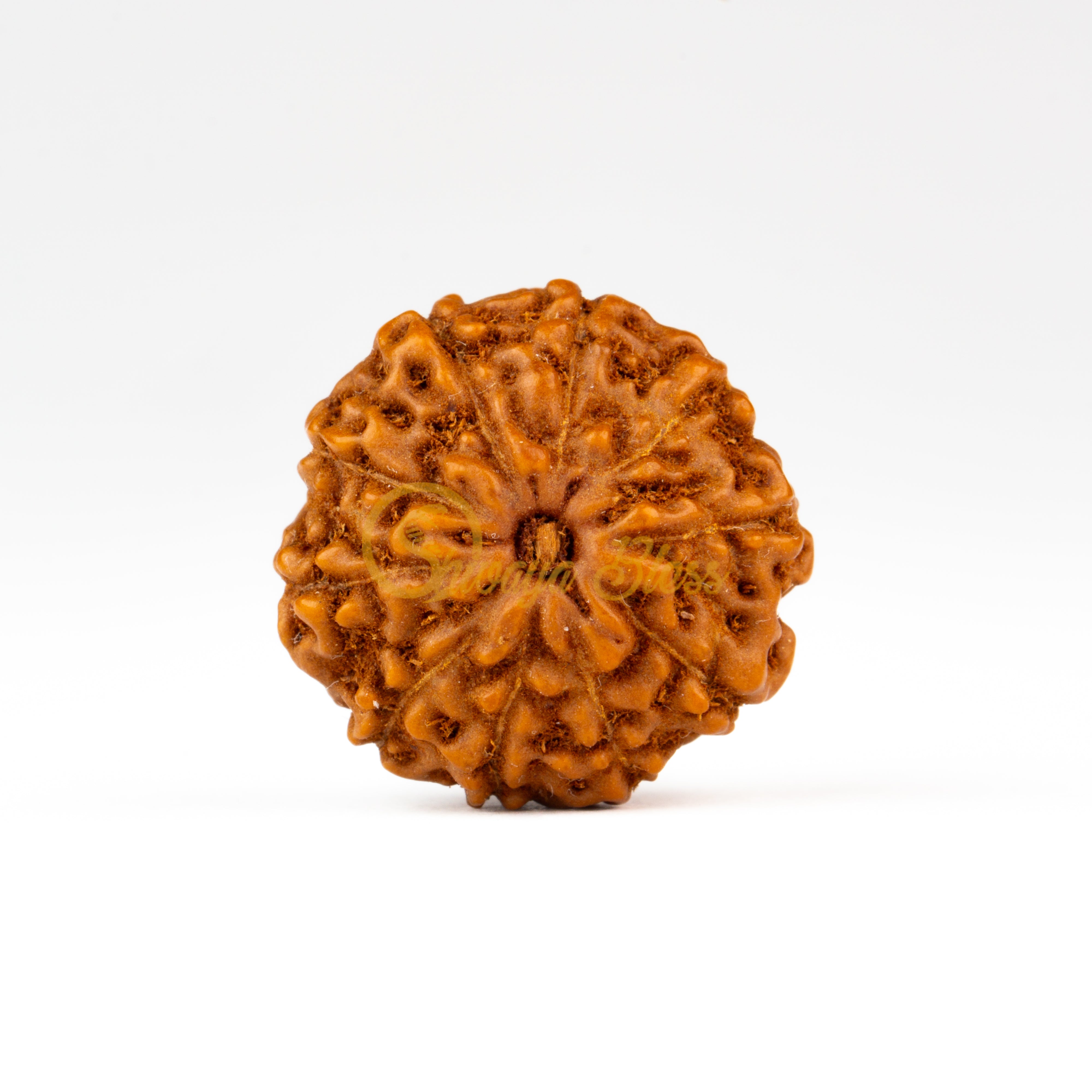 Front view of a small ASEAN 10 mukhi Rudraksha bead, displayed against a white background