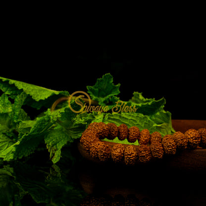 Close-up view of a mini ASEAN 10 mukhi Rudraksha bracelet on a wooden plate, displayed against a black background