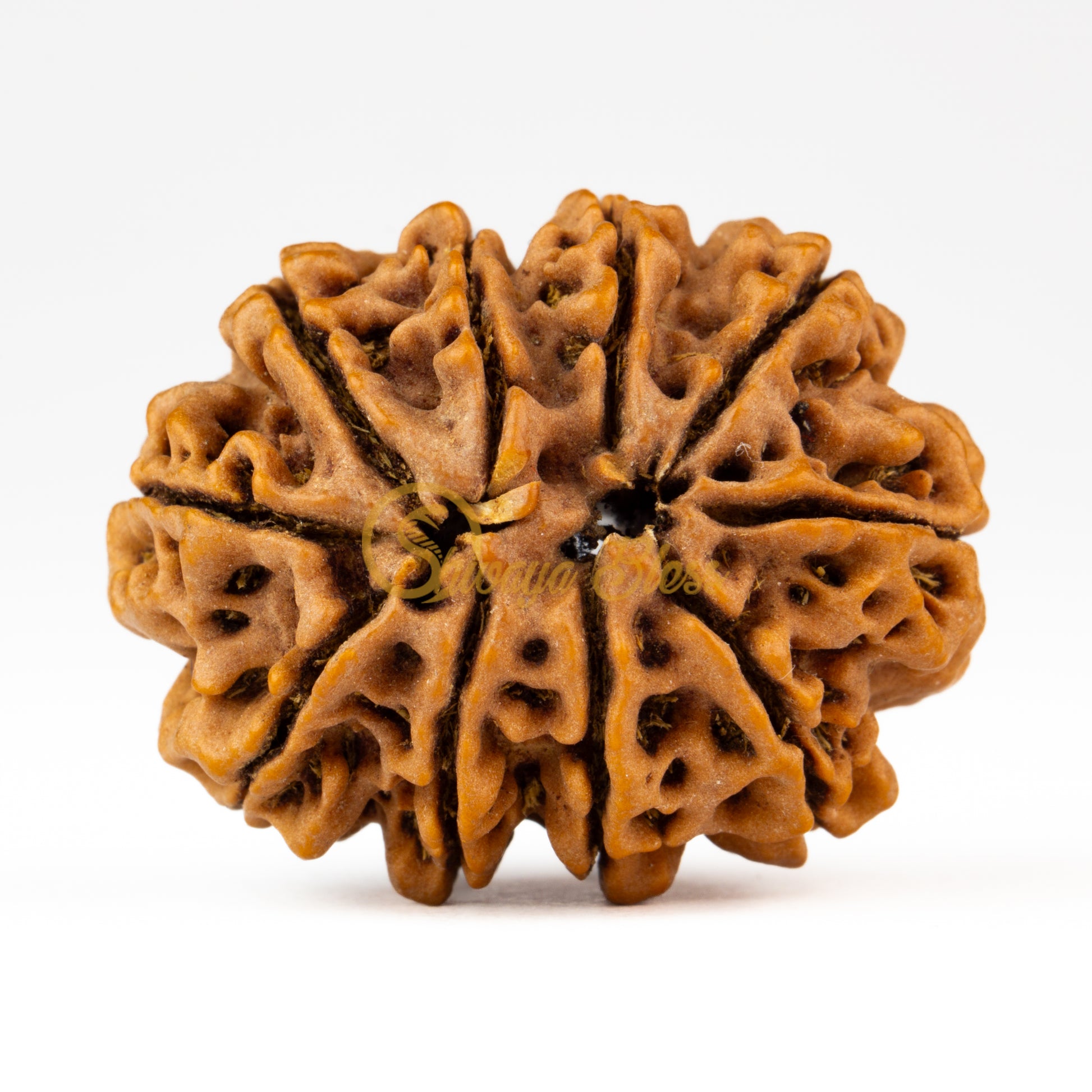 Back view of a grand Nepal 10 mukhi Rudraksha bead, displayed against a white background