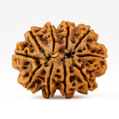 Back view of a grand Nepal 10 mukhi Rudraksha bead, displayed against a white background