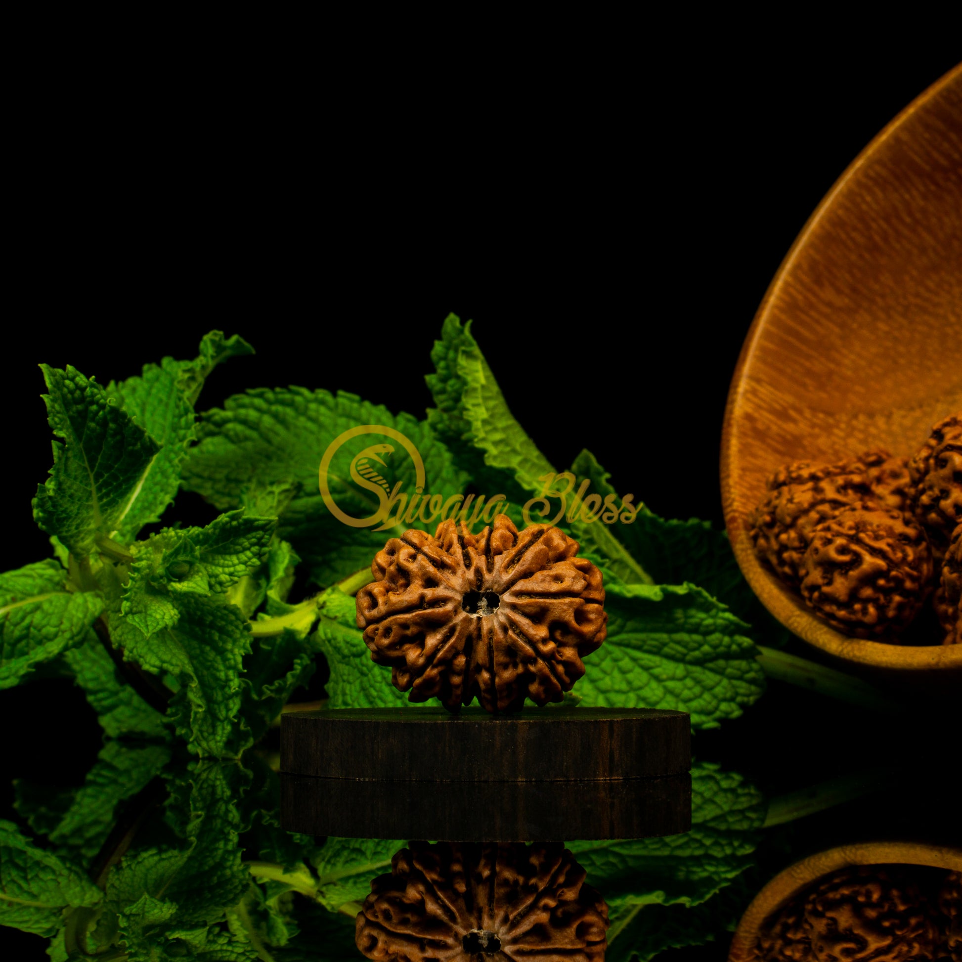 Front view of a grand Nepal 10 mukhi Rudraksha bead, displayed against a black background