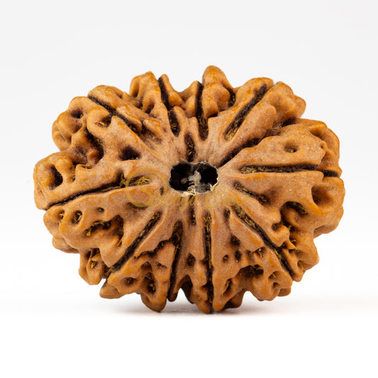 Front view of a grand Nepal 10 mukhi Rudraksha bead, displayed against a white background