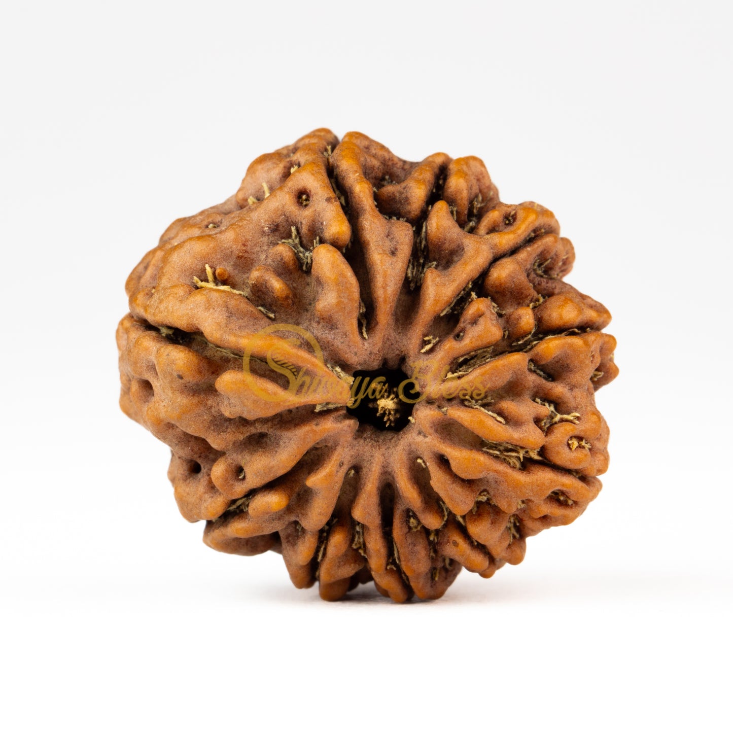 Front view of a large Nepal 10 mukhi Rudraksha bead, displayed against a white background