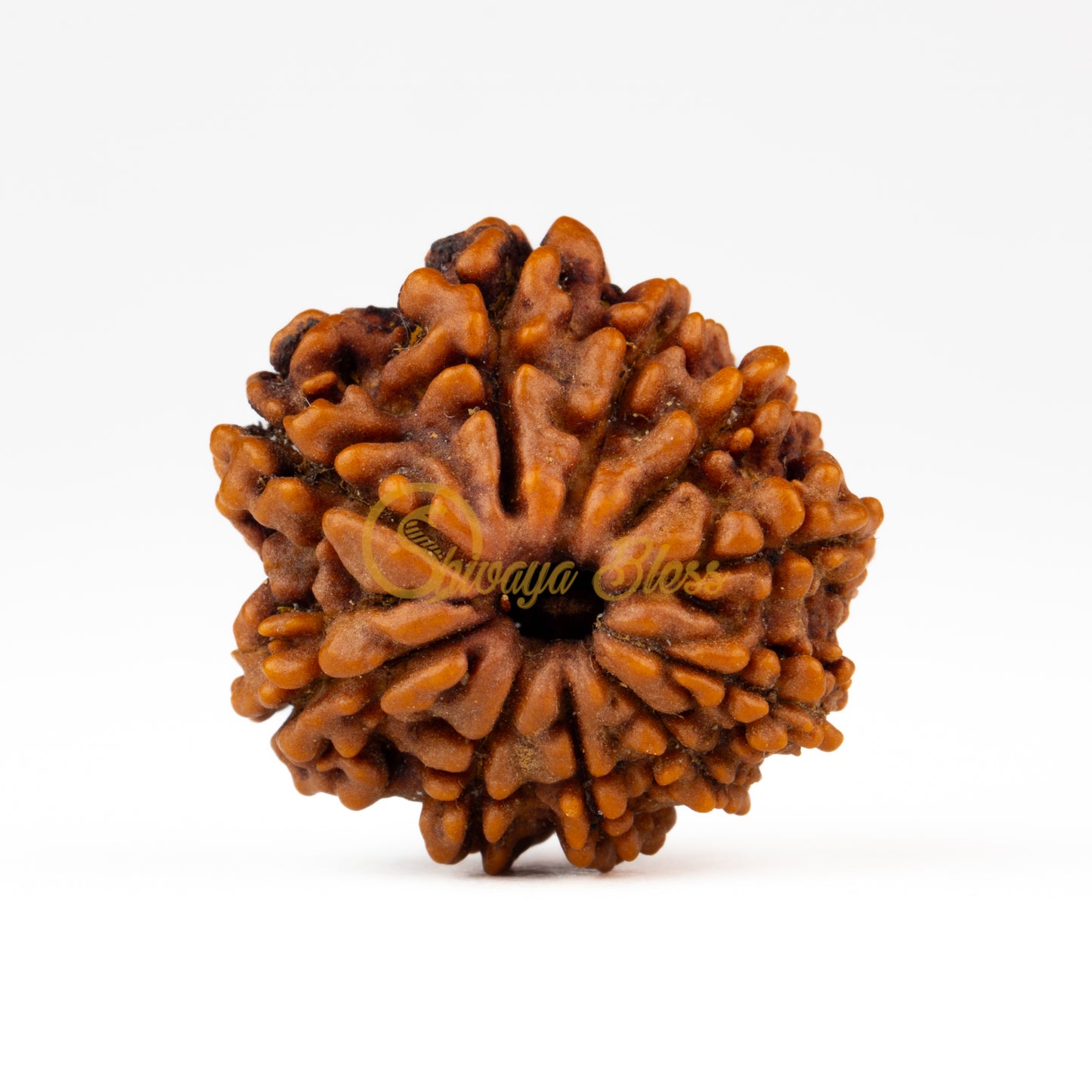 Front view of a regular Nepal 10 mukhi Rudraksha bead, displayed against a white background