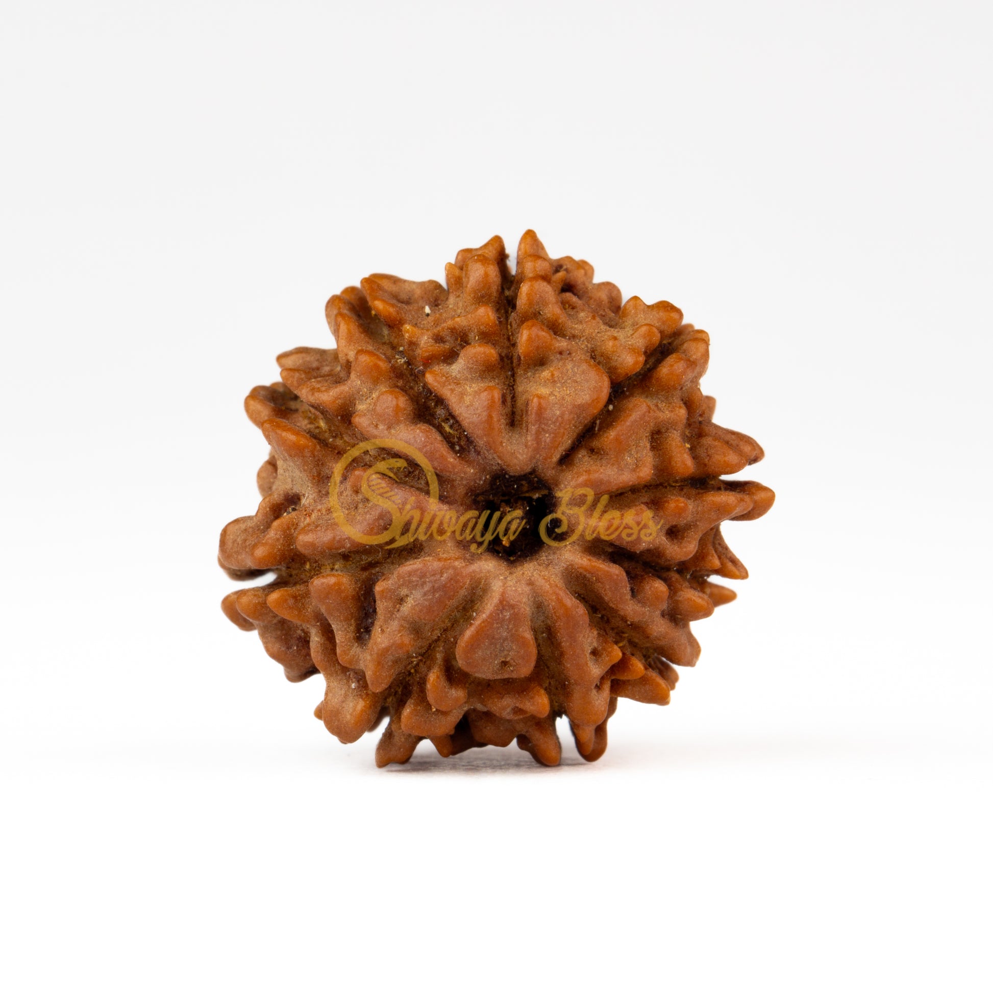 Front view of a small Nepal 10 mukhi Rudraksha bead, displayed against a white background