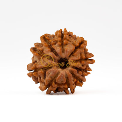 Front view of a small Nepal 10 mukhi Rudraksha bead, displayed against a white background