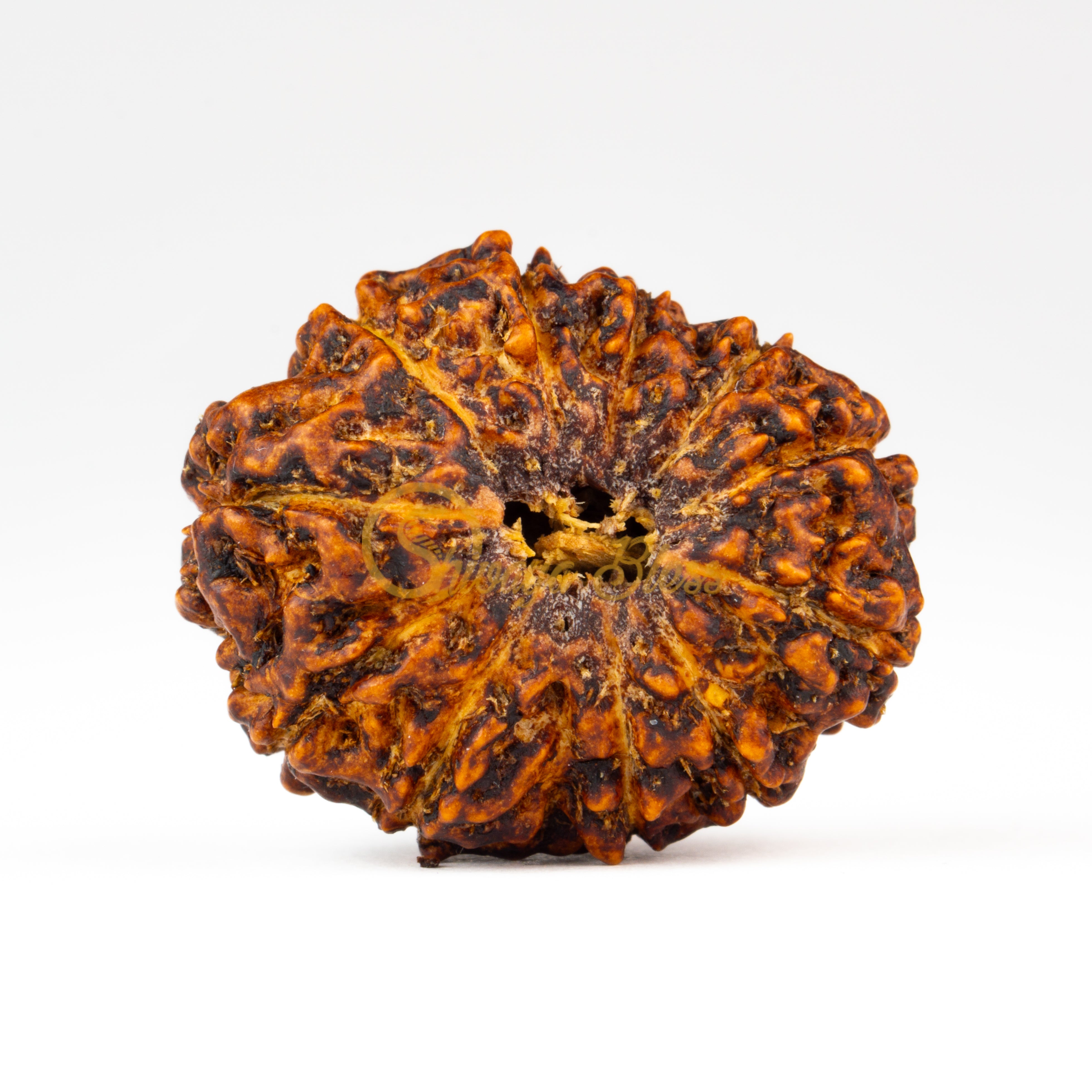 Front view of a grand ASEAN 11 mukhi Rudraksha bead, displayed against a white background