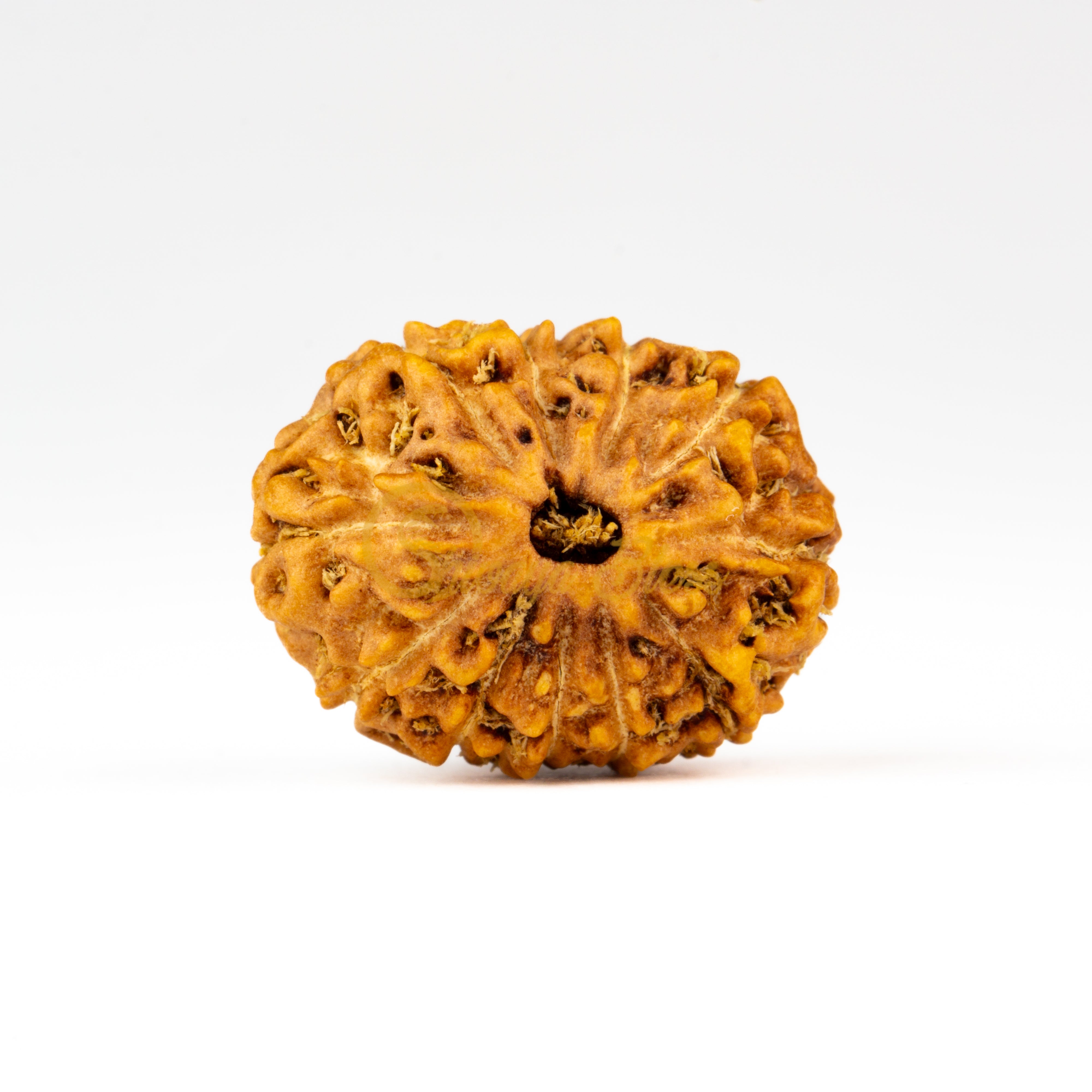 Front view of a large ASEAN 11 mukhi Rudraksha bead, displayed against a white background