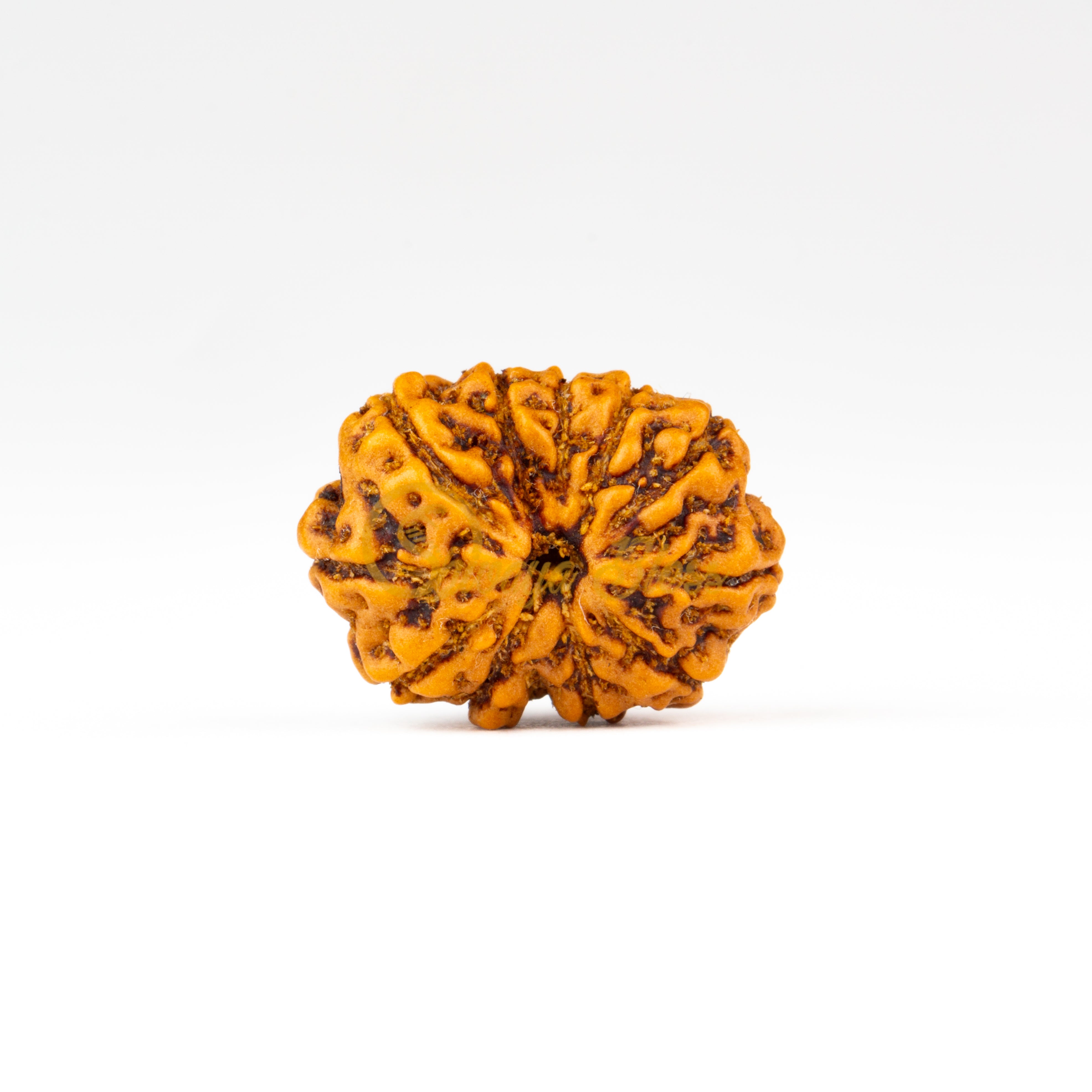 Front view of a regular ASEAN 11 mukhi Rudraksha bead, displayed against a white background