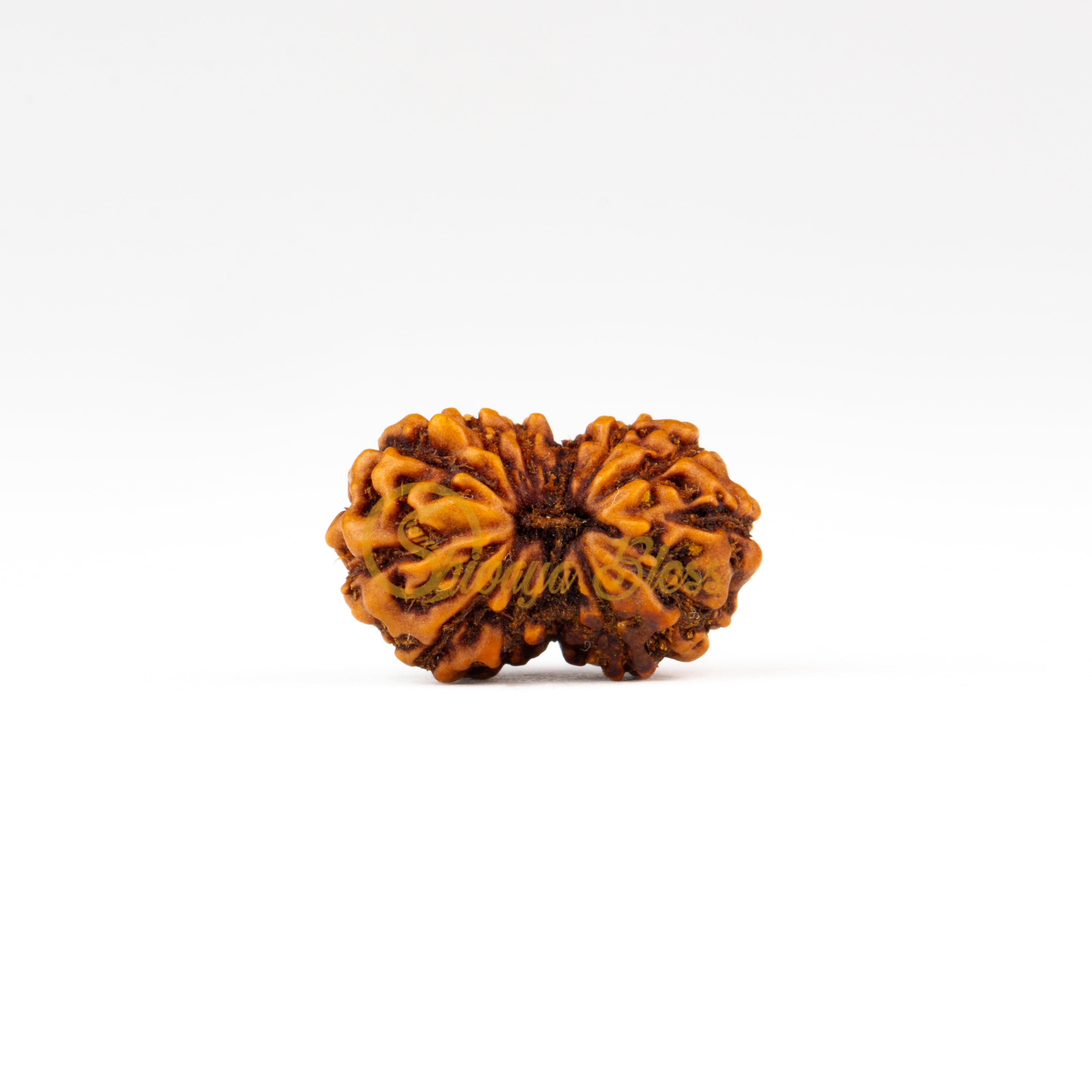 Front view of a small ASEAN 11 mukhi Rudraksha bead, displayed against a white background