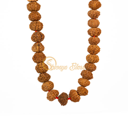 Front view of a mini ASEAN 11 mukhi Rudraksha mala necklace, hanging against a white background