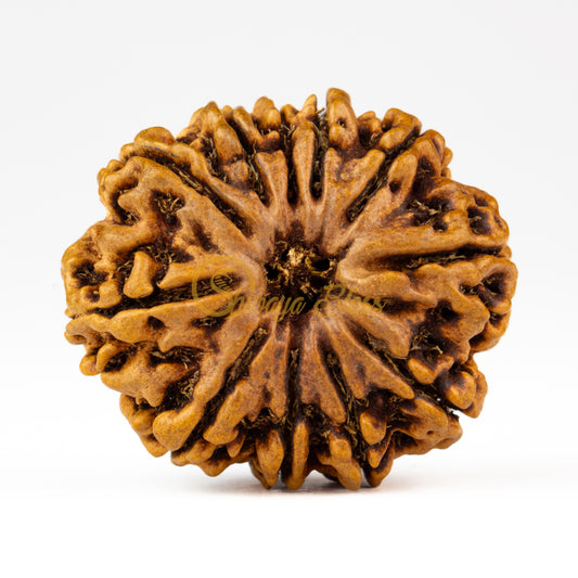 Front view of a grand Nepal 11 mukhi Rudraksha bead, displayed against a white background