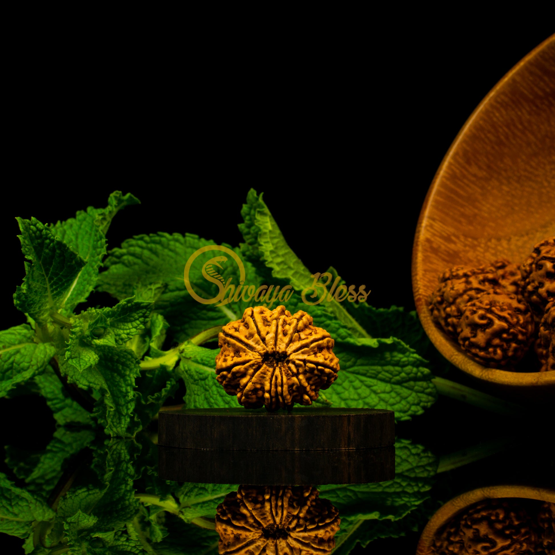 Front view of a large Nepal 11 mukhi Rudraksha bead, displayed against a black background