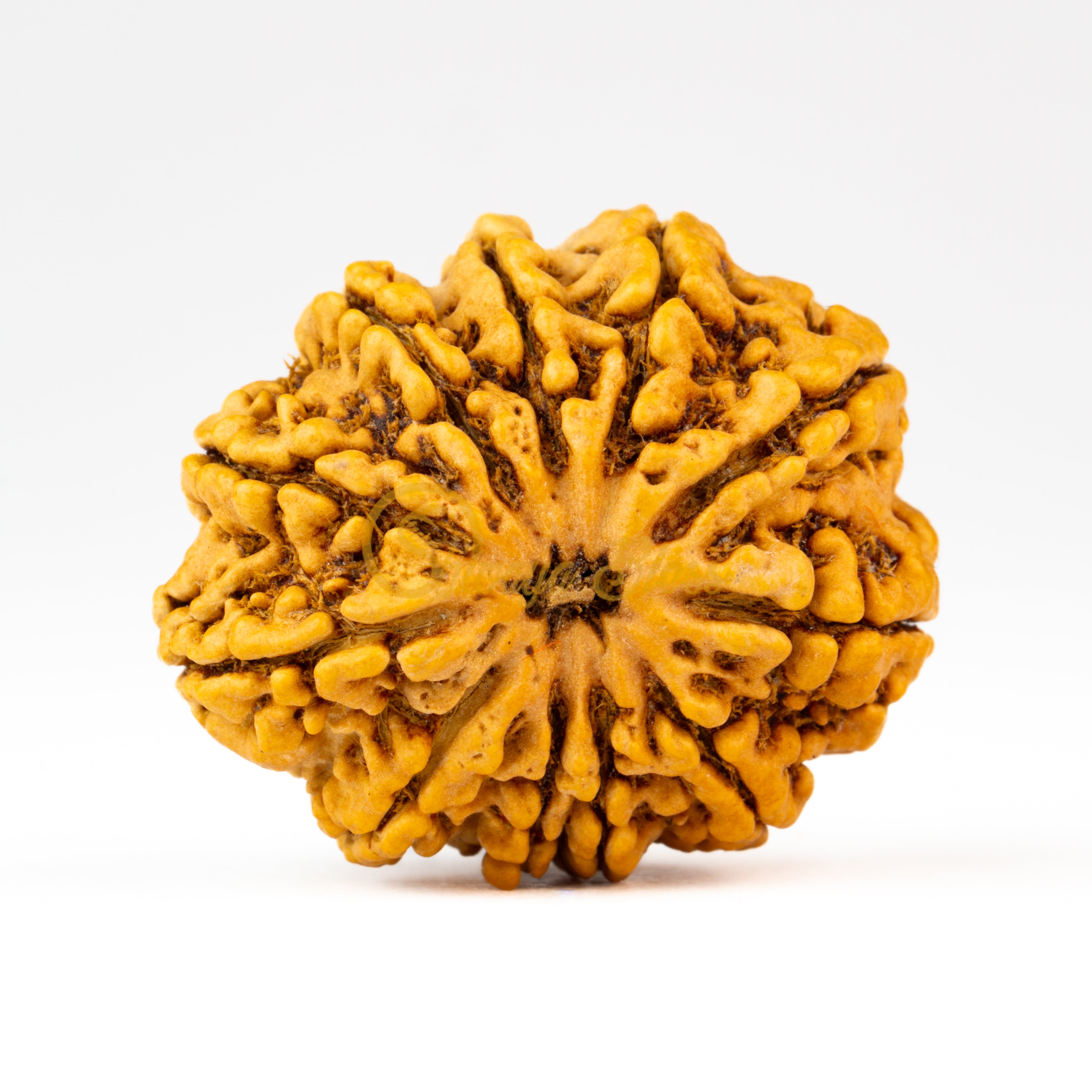 Front view of a large Nepal 11 mukhi Rudraksha bead, displayed against a white background