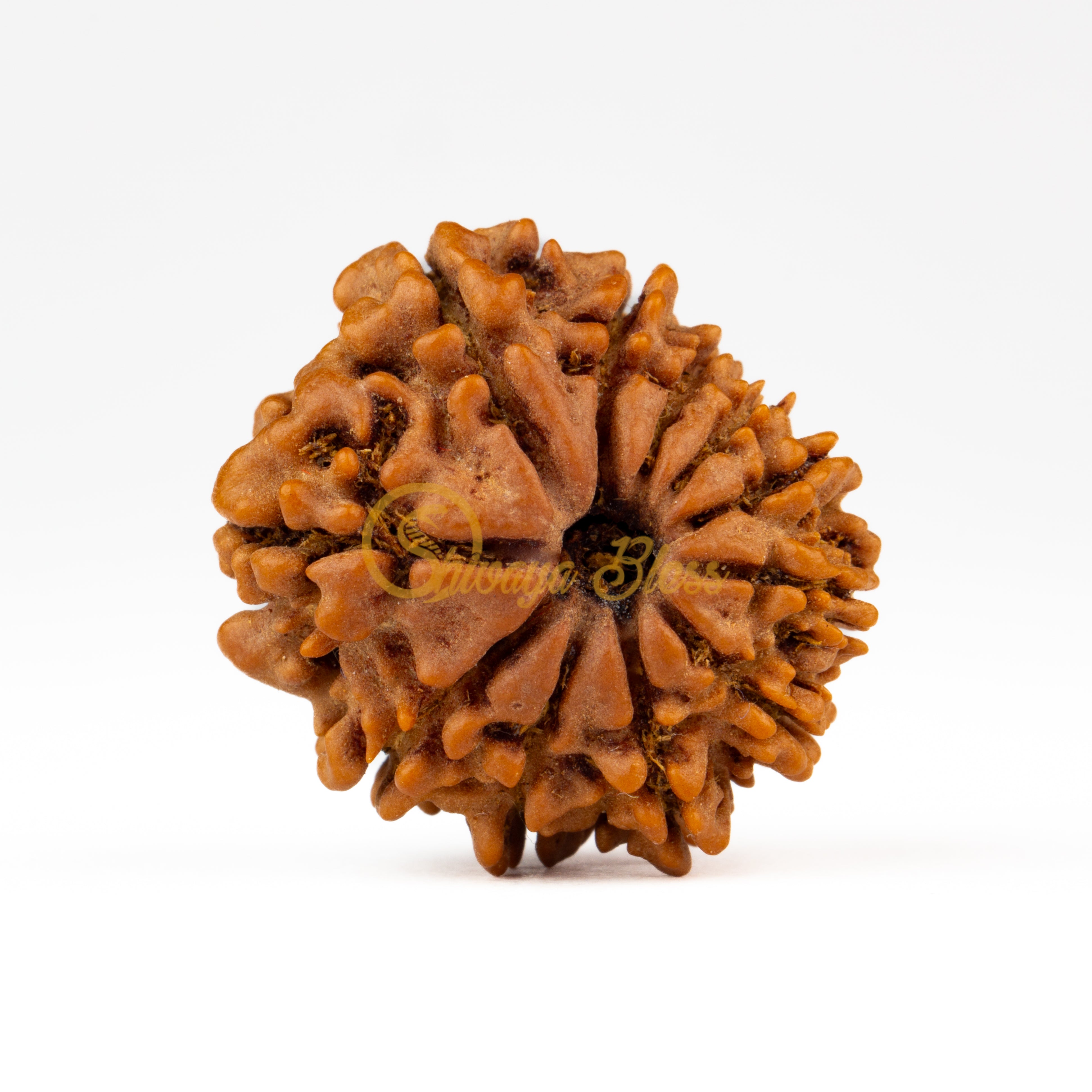 Front view of a regular Nepal 11 mukhi Rudraksha bead, displayed against a white background