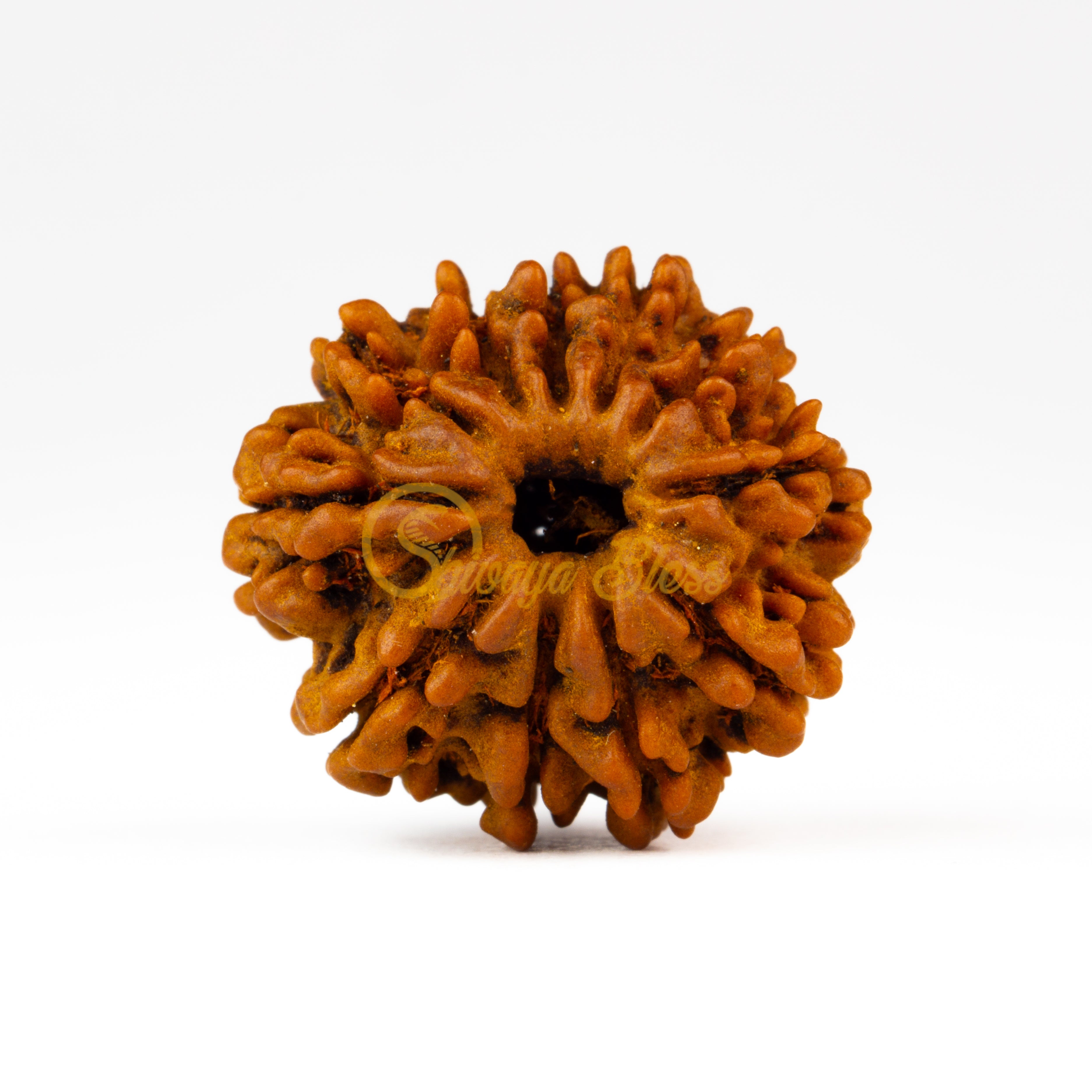 Front view of a small Nepal 11 mukhi Rudraksha bead, displayed against a white background
