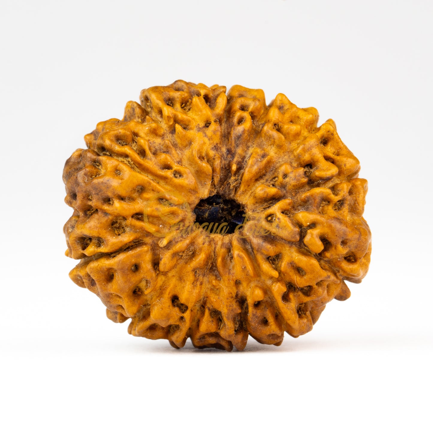 Front view of a grand ASEAN 12 mukhi Rudraksha bead, displayed against a white background