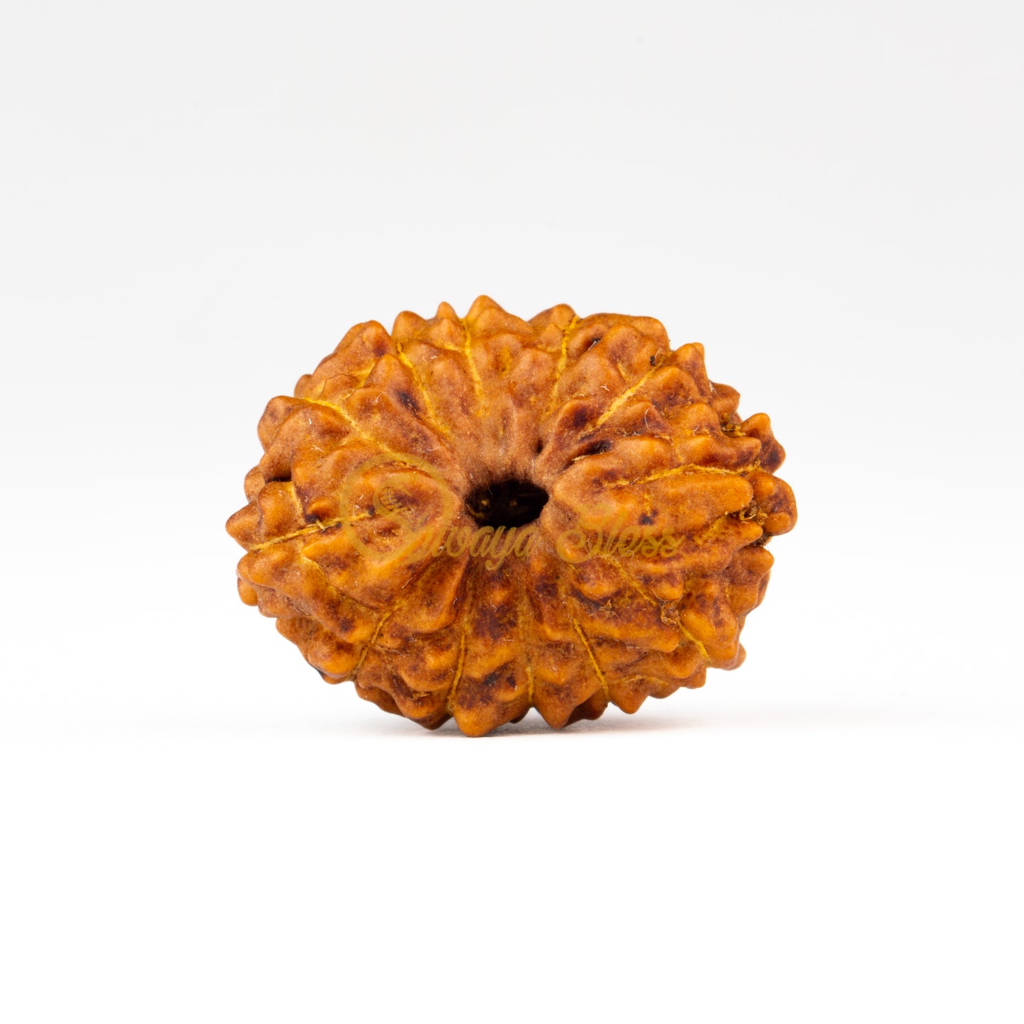 Front view of a large ASEAN 12 mukhi Rudraksha bead, displayed against a white background
