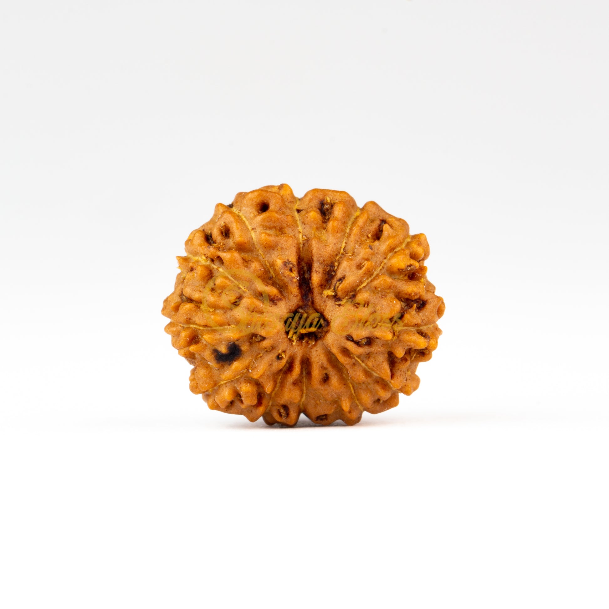 Front view of a regular ASEAN 12 mukhi Rudraksha bead, displayed against a white background