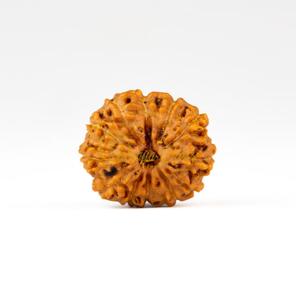 Front view of a regular ASEAN 12 mukhi Rudraksha bead, displayed against a white background