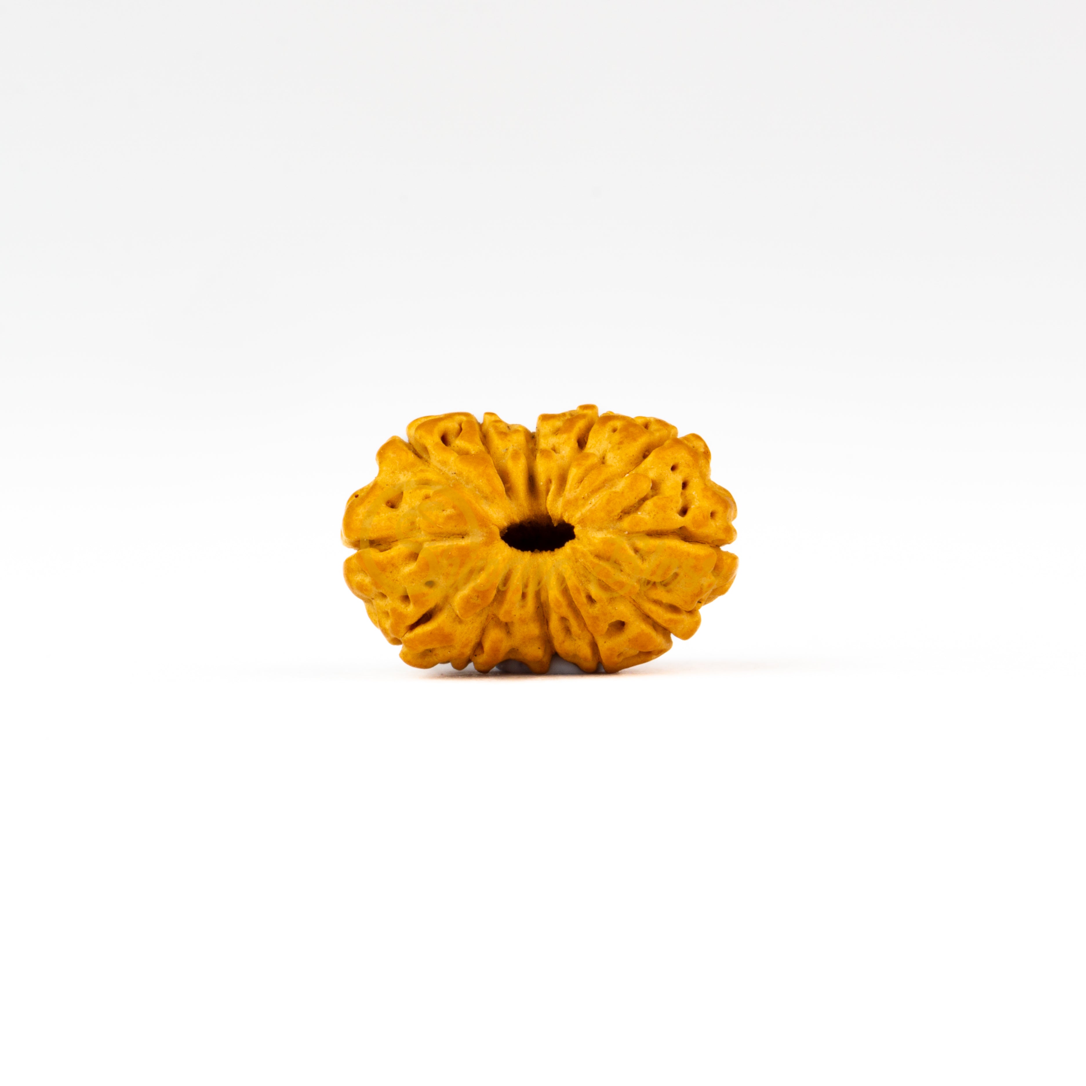 Front view of a small ASEAN 12 mukhi Rudraksha bead, displayed against a white background