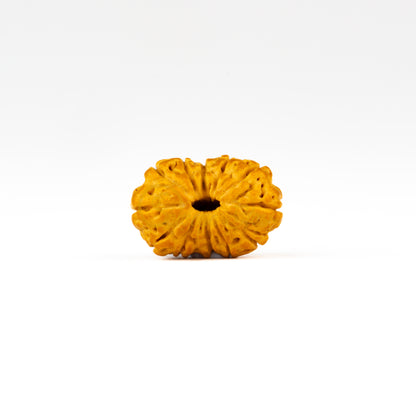 Front view of a small ASEAN 12 mukhi Rudraksha bead, displayed against a white background