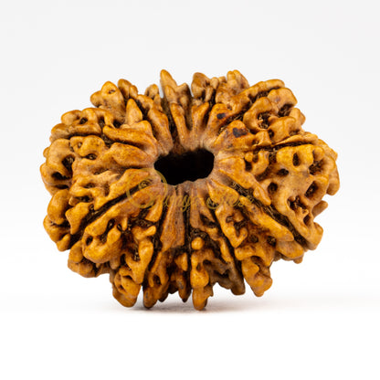 Front view of a grand Nepal 12 mukhi Rudraksha bead, displayed against a white background