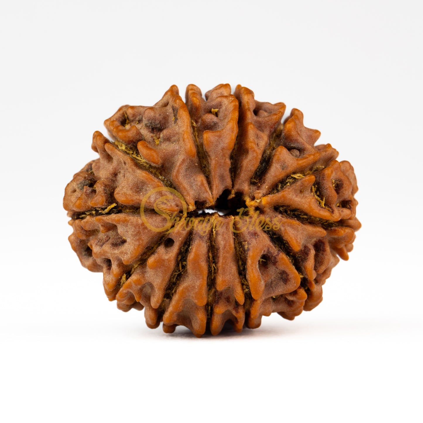 Back view of a large Nepal 12 mukhi Rudraksha bead, displayed against a white background