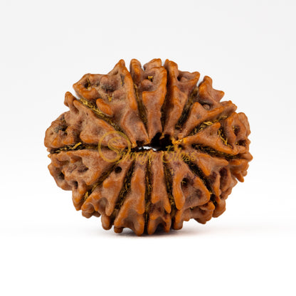 Back view of a large Nepal 12 mukhi Rudraksha bead, displayed against a white background
